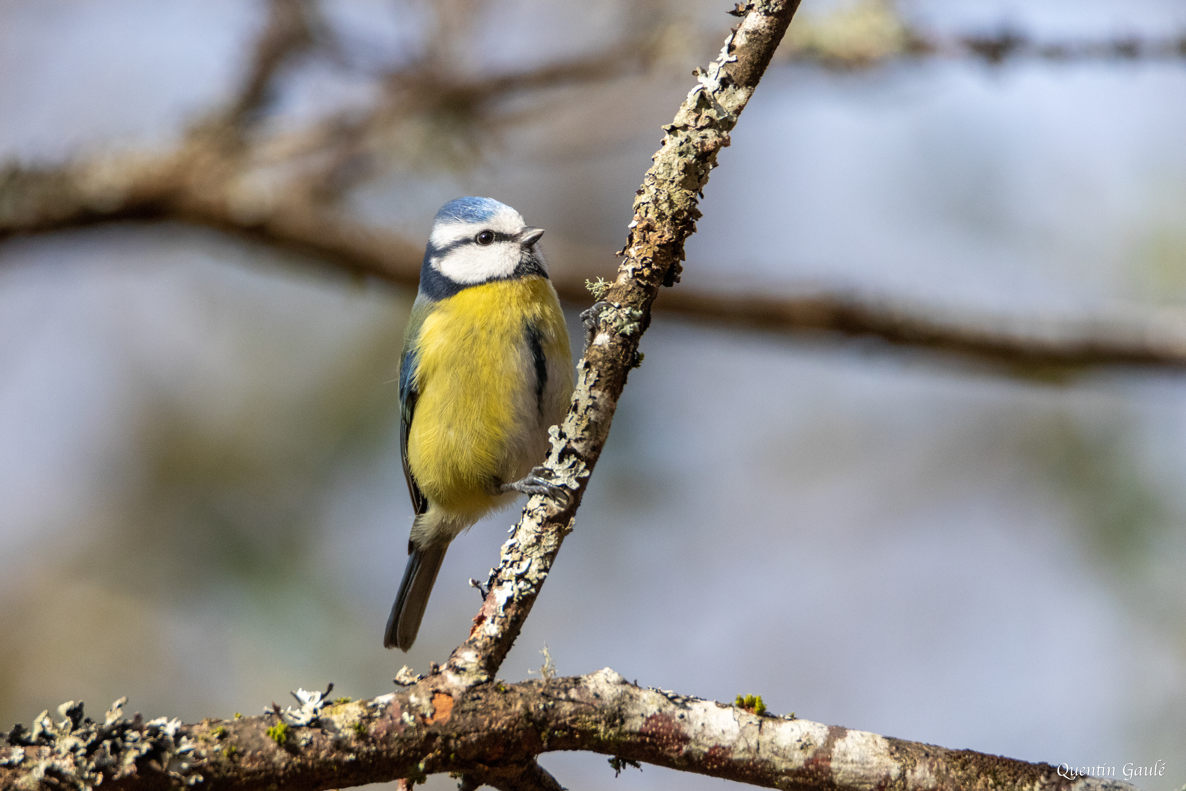 Mésange bleue (Cyanistes caeruleus) - Bersac-sur-Rivalier (87)