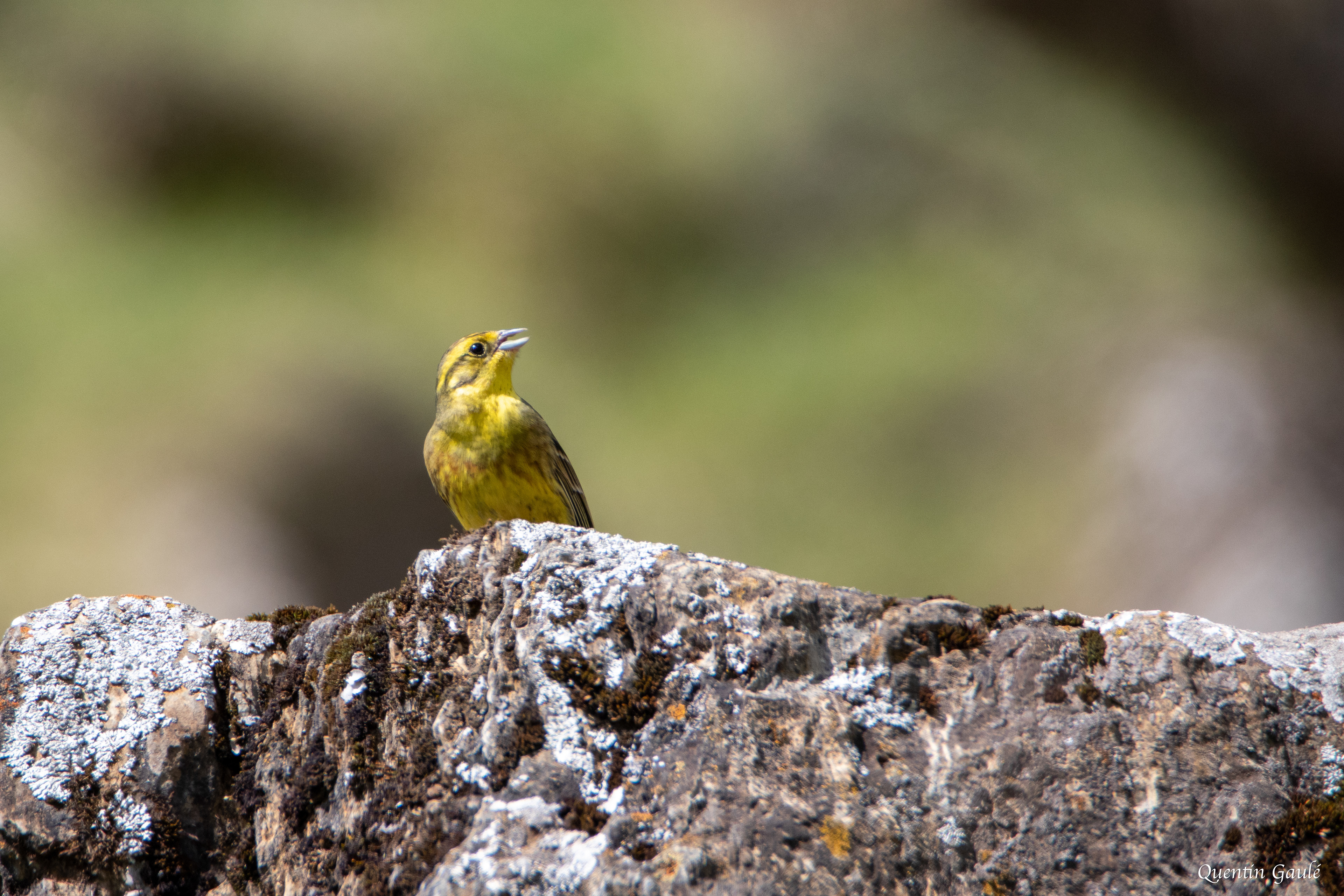 Bruant jaune (Emberiza citrinella) - Gourette, Eaux-Bonnes, Pyrénées-Atlantiques (64)