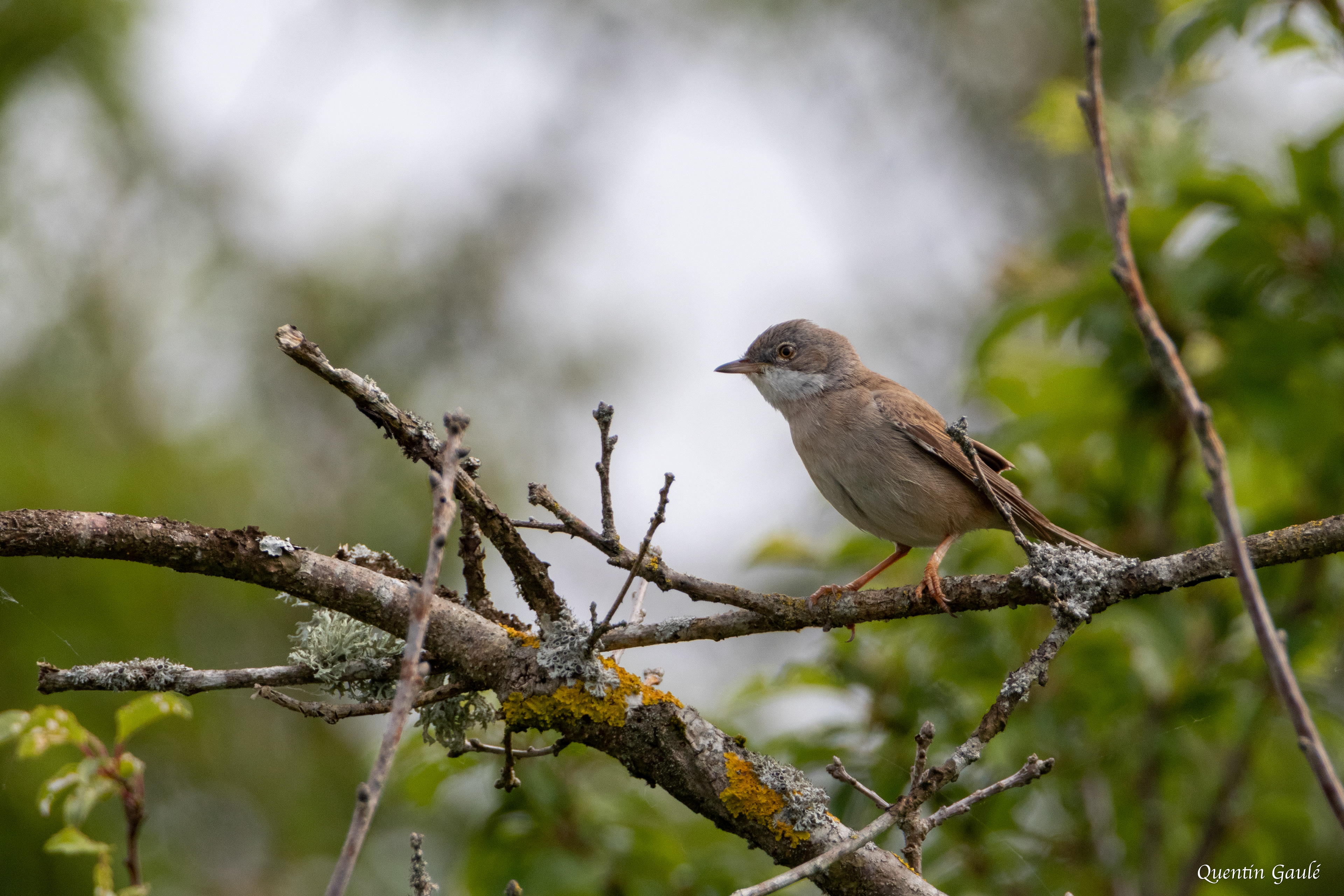 Fauvette grisette (Sylvia communis) - Réserve Naturelle Régionale Terres et Étangs de Brenne, Massé, Foucault (36)