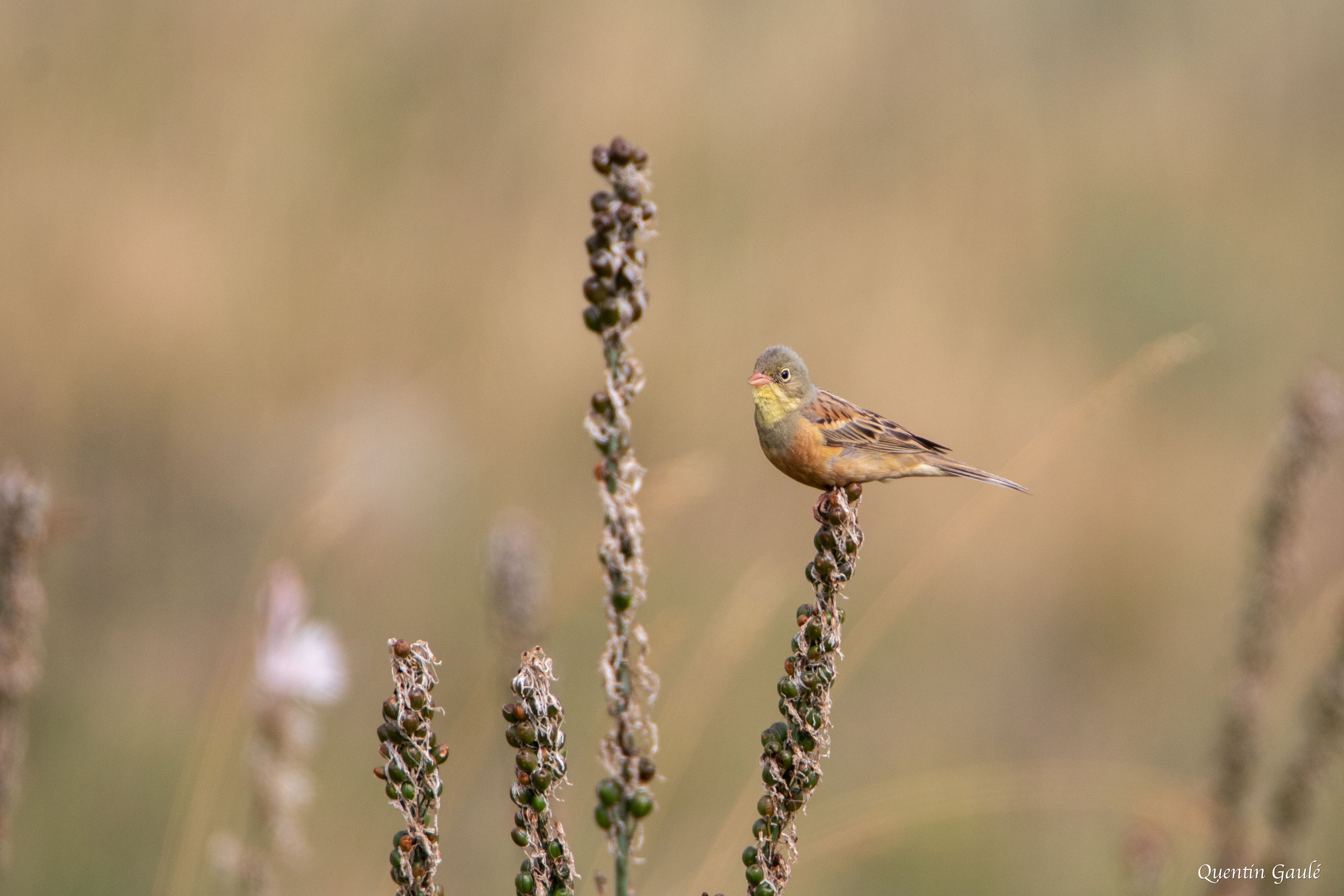 Bruant ortolan (Emberiza hortulana) - Col du Pourtalet, Laruns, Pyrénées-Atlantiques (64)
