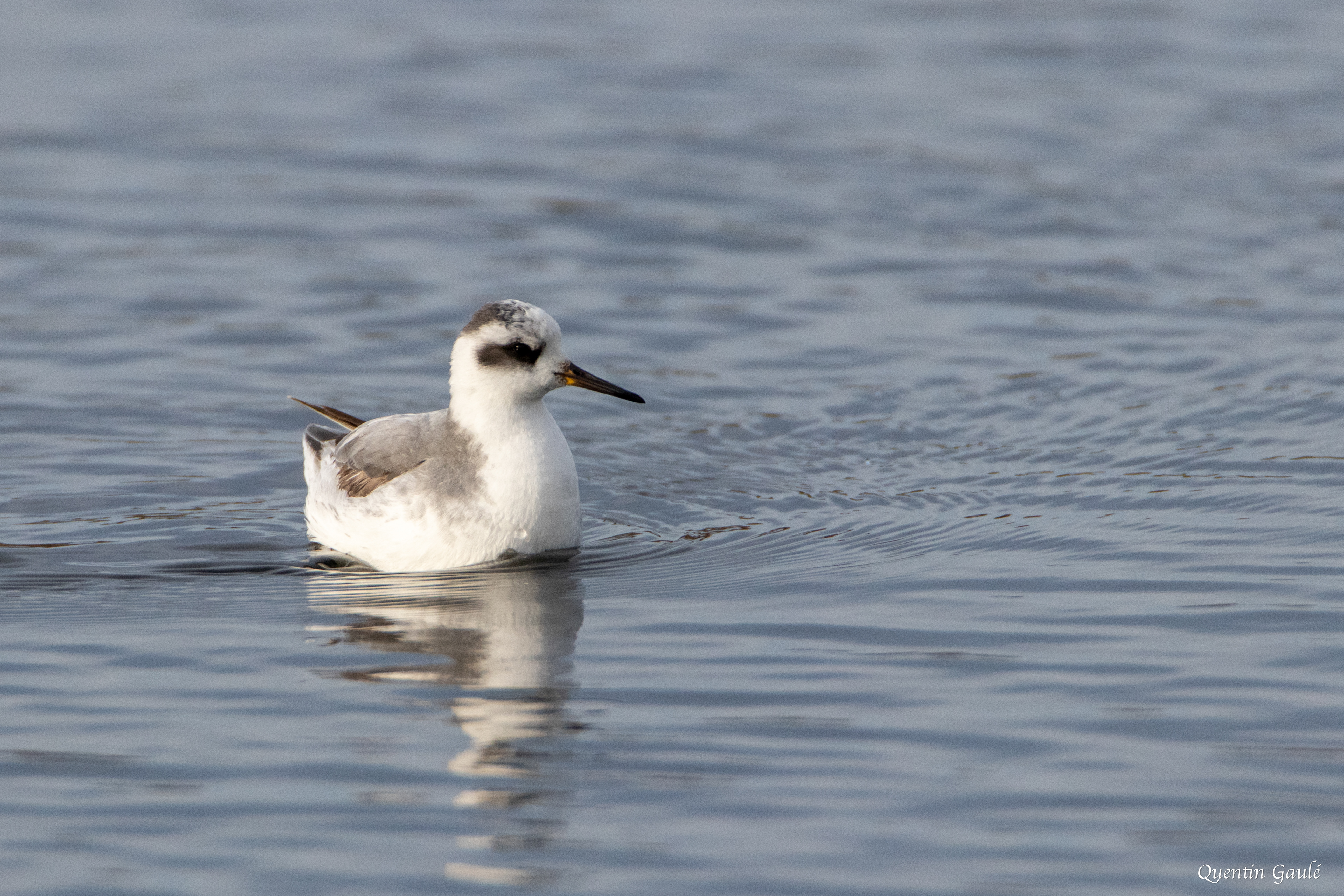 Phalarope à bec large (Phalaropus fulicarius) - Capbreton (40)