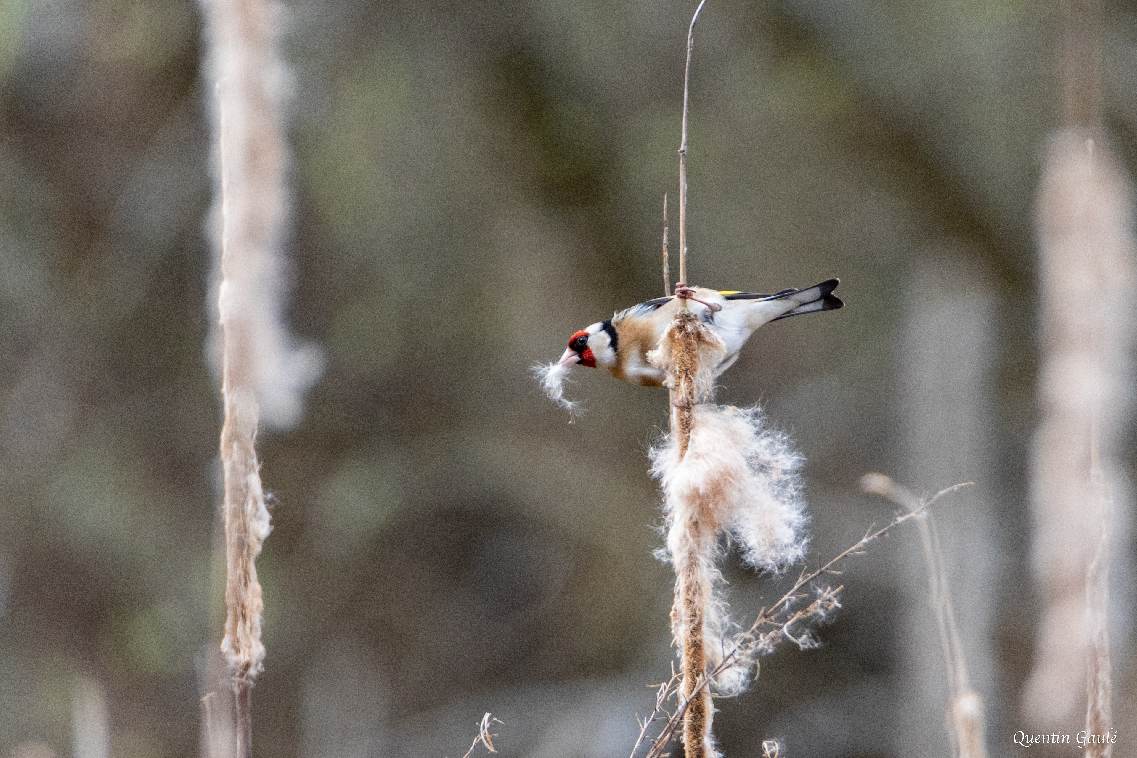 Chardonneret élégant (Carduelis carduelis) - Limoges, Haute-Vienne (87)