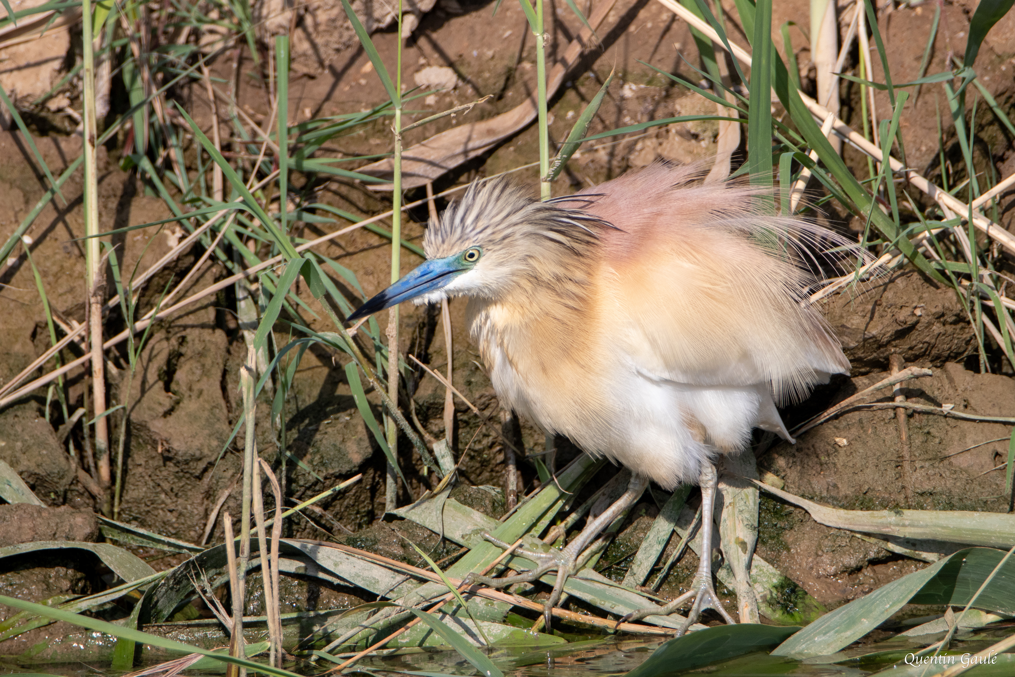Crabier chevelu (Ardeola ralloides) - Parc Naturel du Delta de l'Èbre, Catalogne (Espagne)
