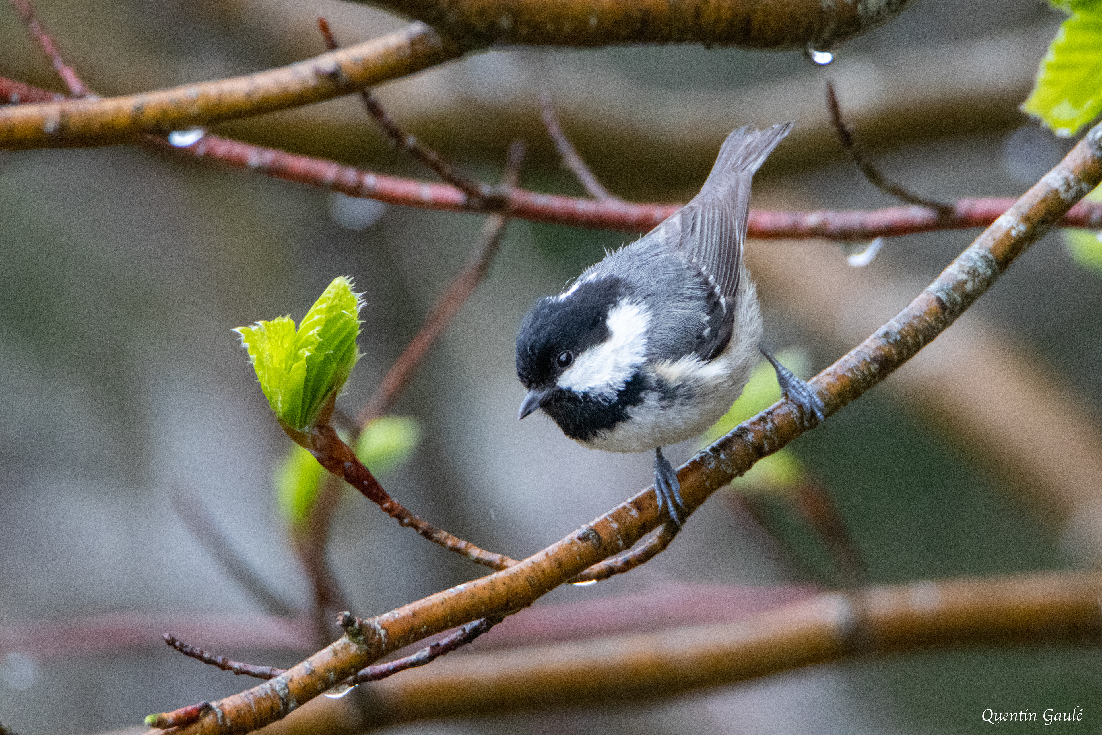Mésange noire (Periparus ater) - Etsaut (64)