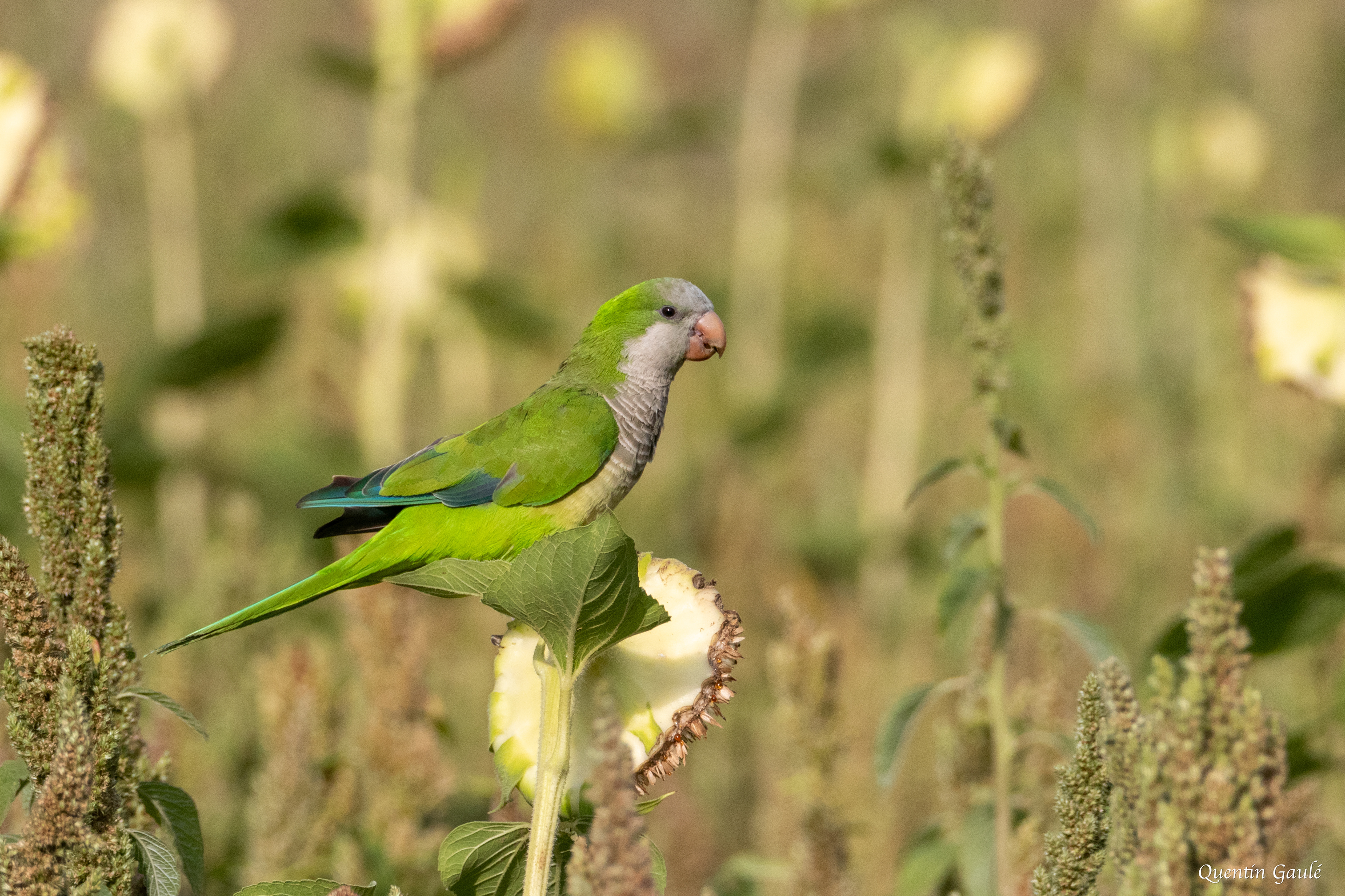 Conure veuve (Myiopsitta monachus) - Empuriabrava, Catalogne (Espagne)