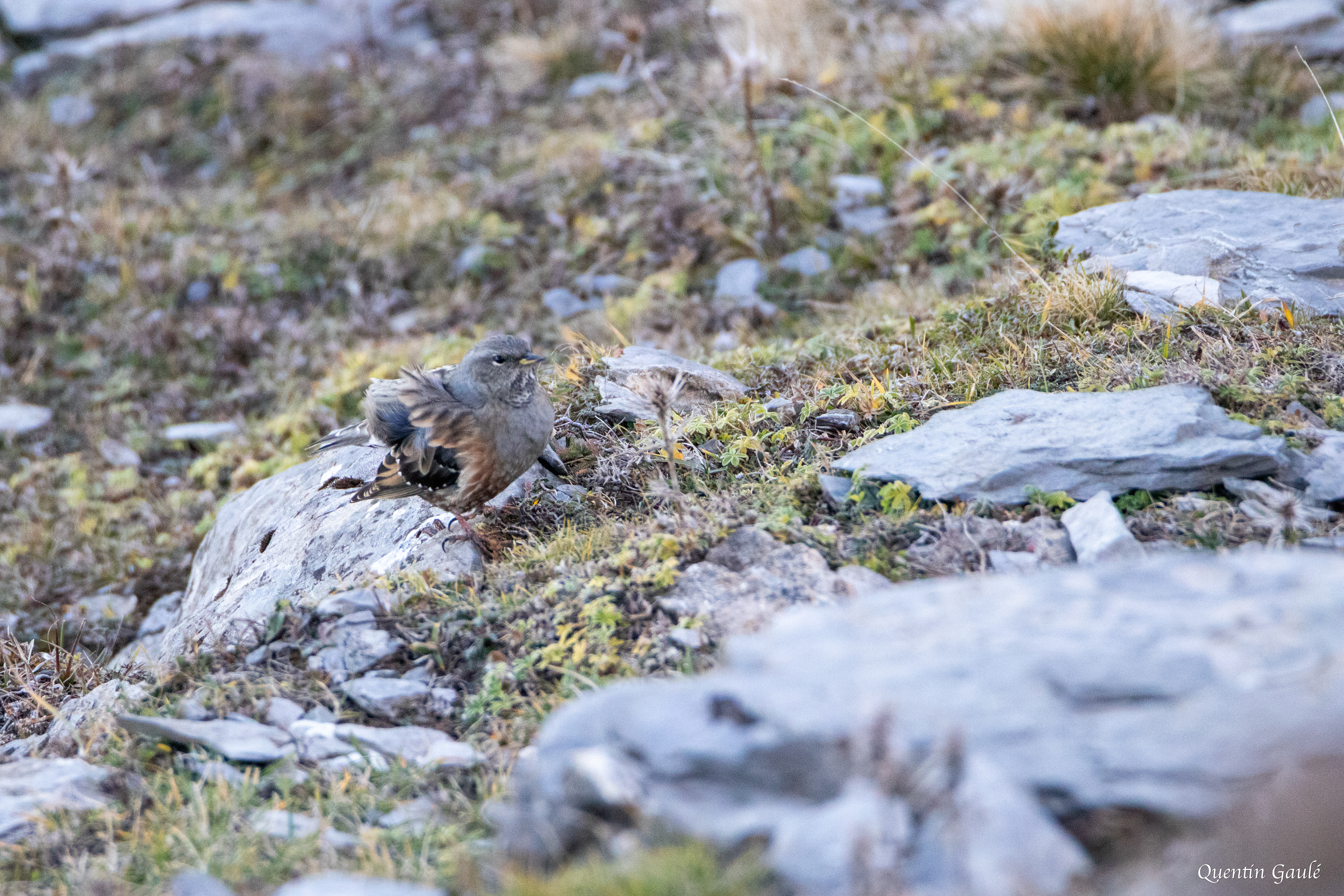 Accenteur alpin (Prunella collaris) - La Pierre Saint-Martin, Arette (64)