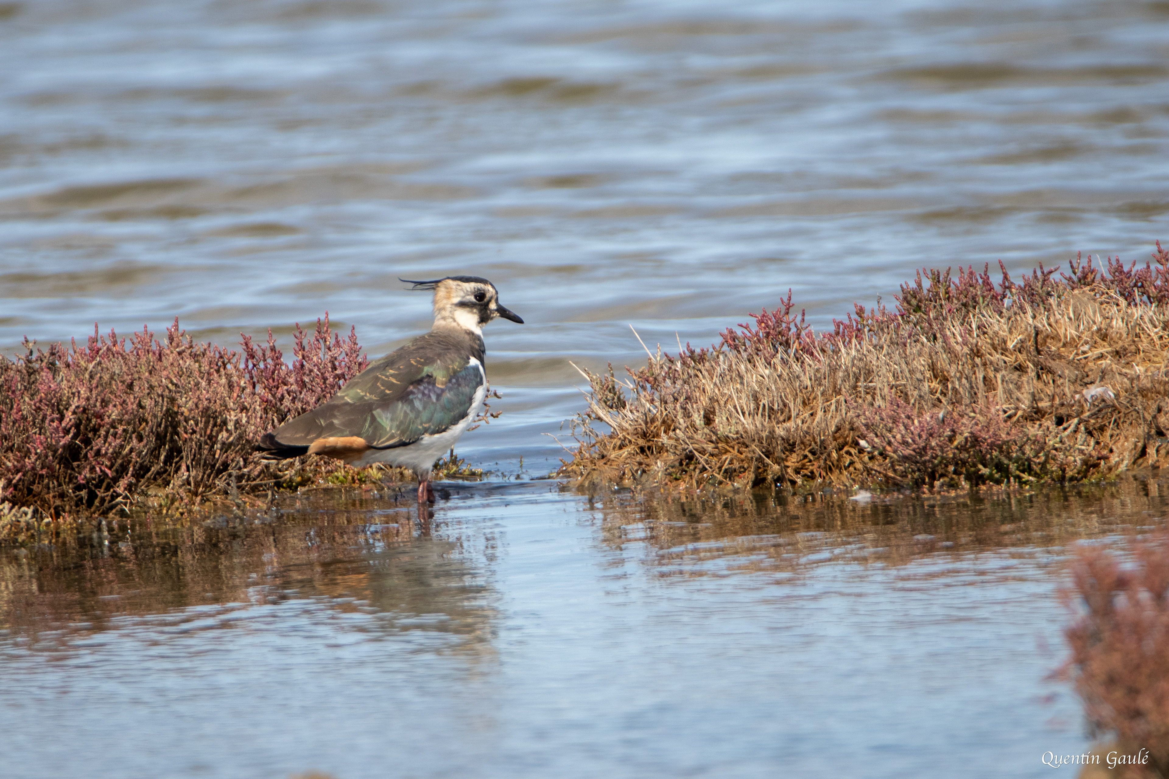 Vanneau huppé (Vanellus vanellus) - Réserve ornithologique du Teich (33)