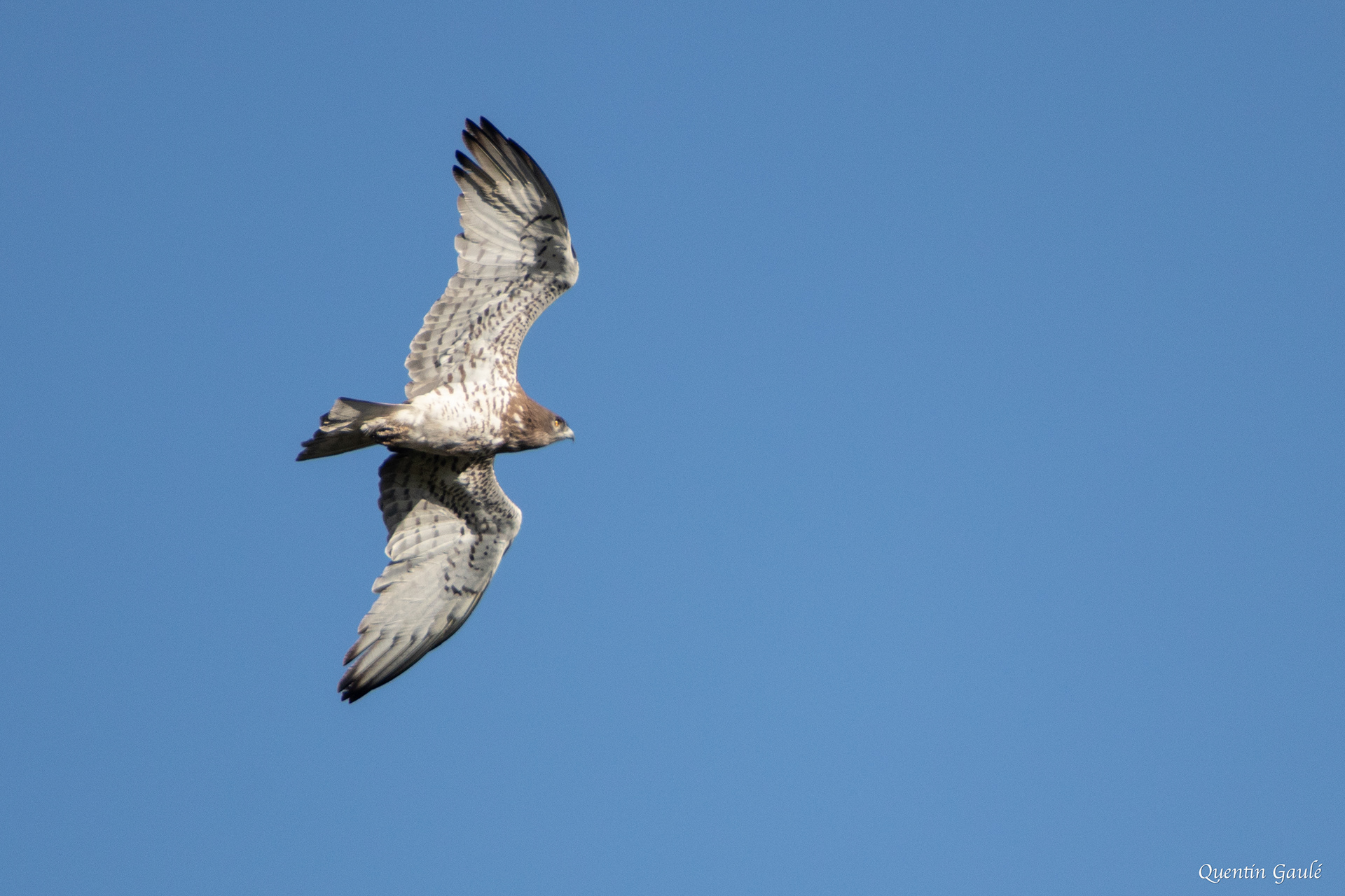 Circaète Jean-le-Blanc (Circaetus gallicus) - Montpeyroux, Hérault (34)