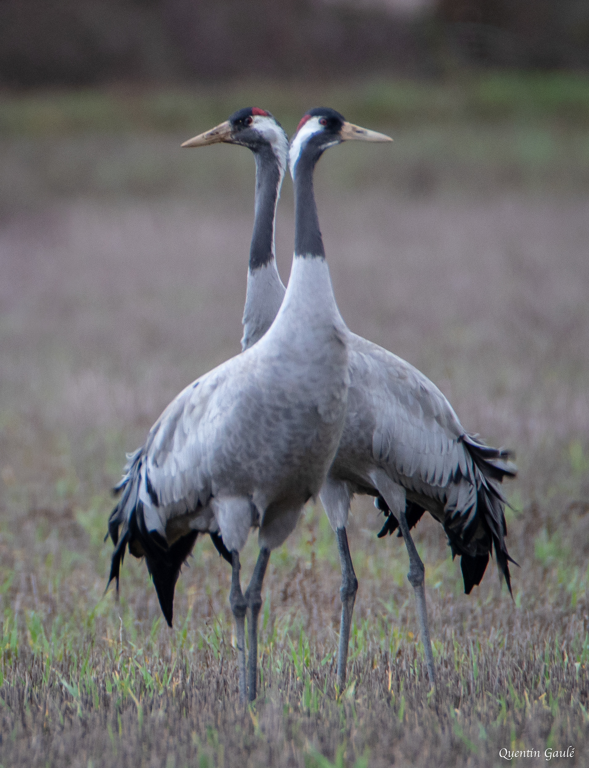 Grue cendrée (Grus grus) - Châtillon-sur-Broué (10)