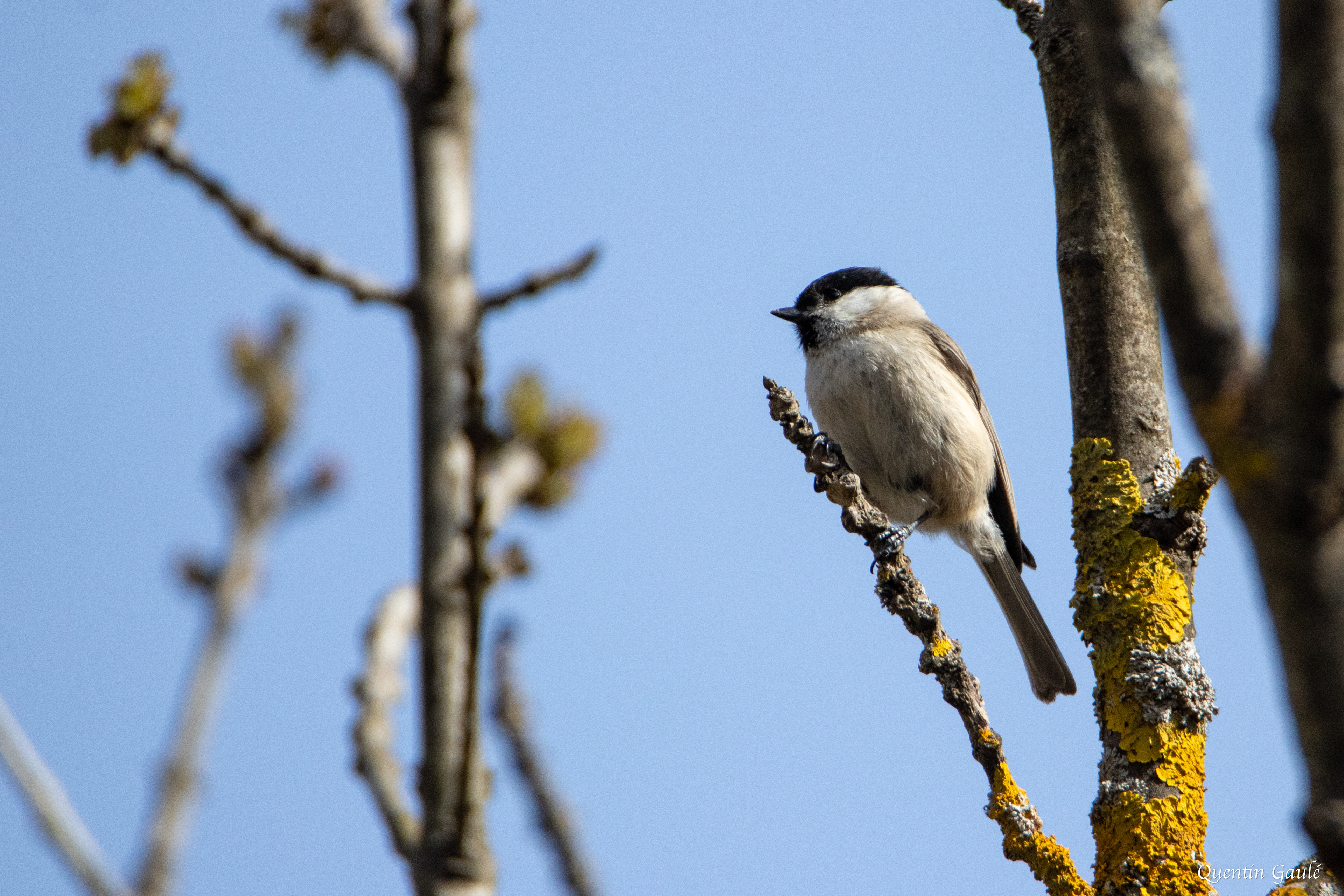 Mésange nonnette (Poecile palustris) - Etsaut (64)
