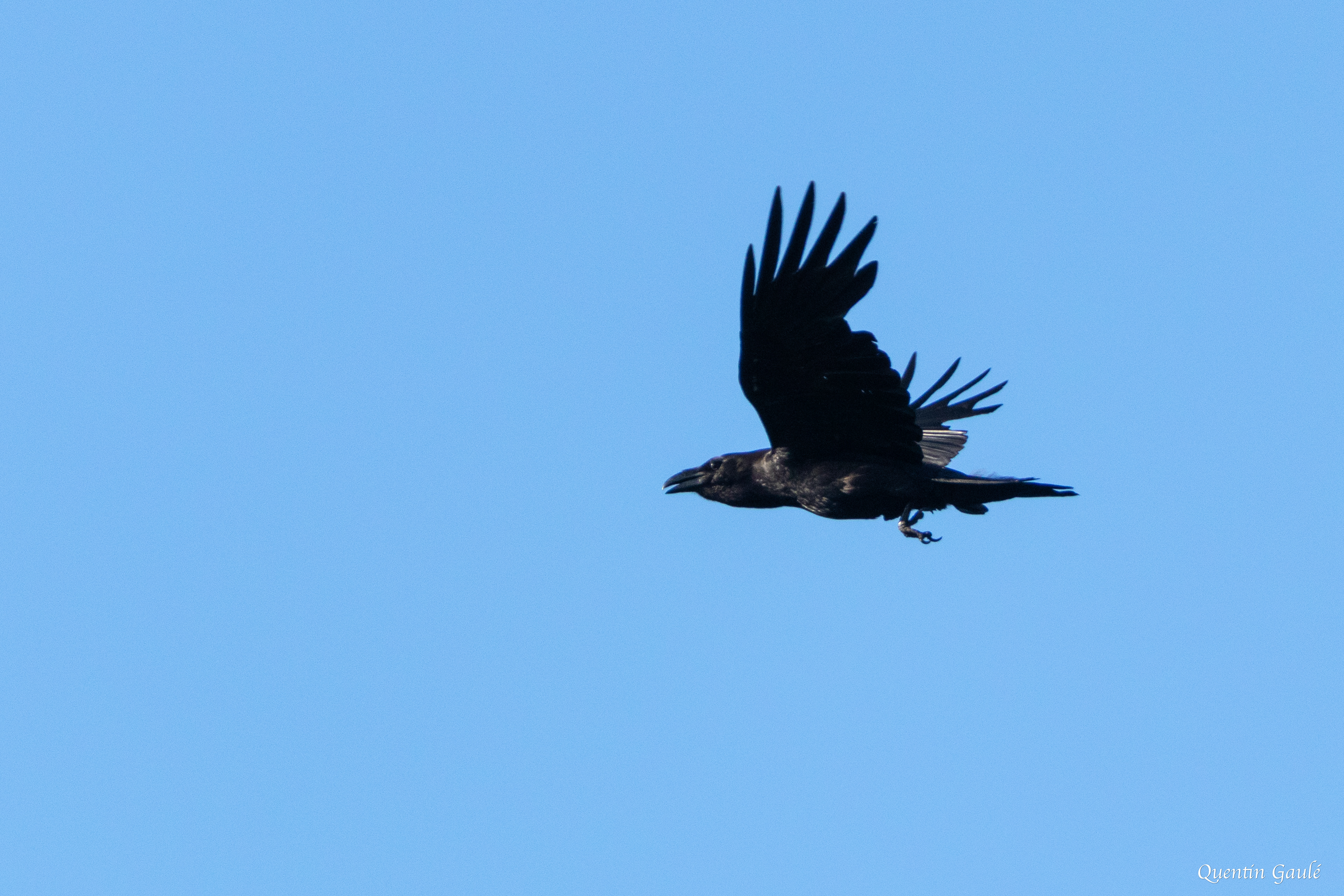 Grand Corbeau (Corvus corax) - Saint-Junien-la-Brégère, Creuse (23)