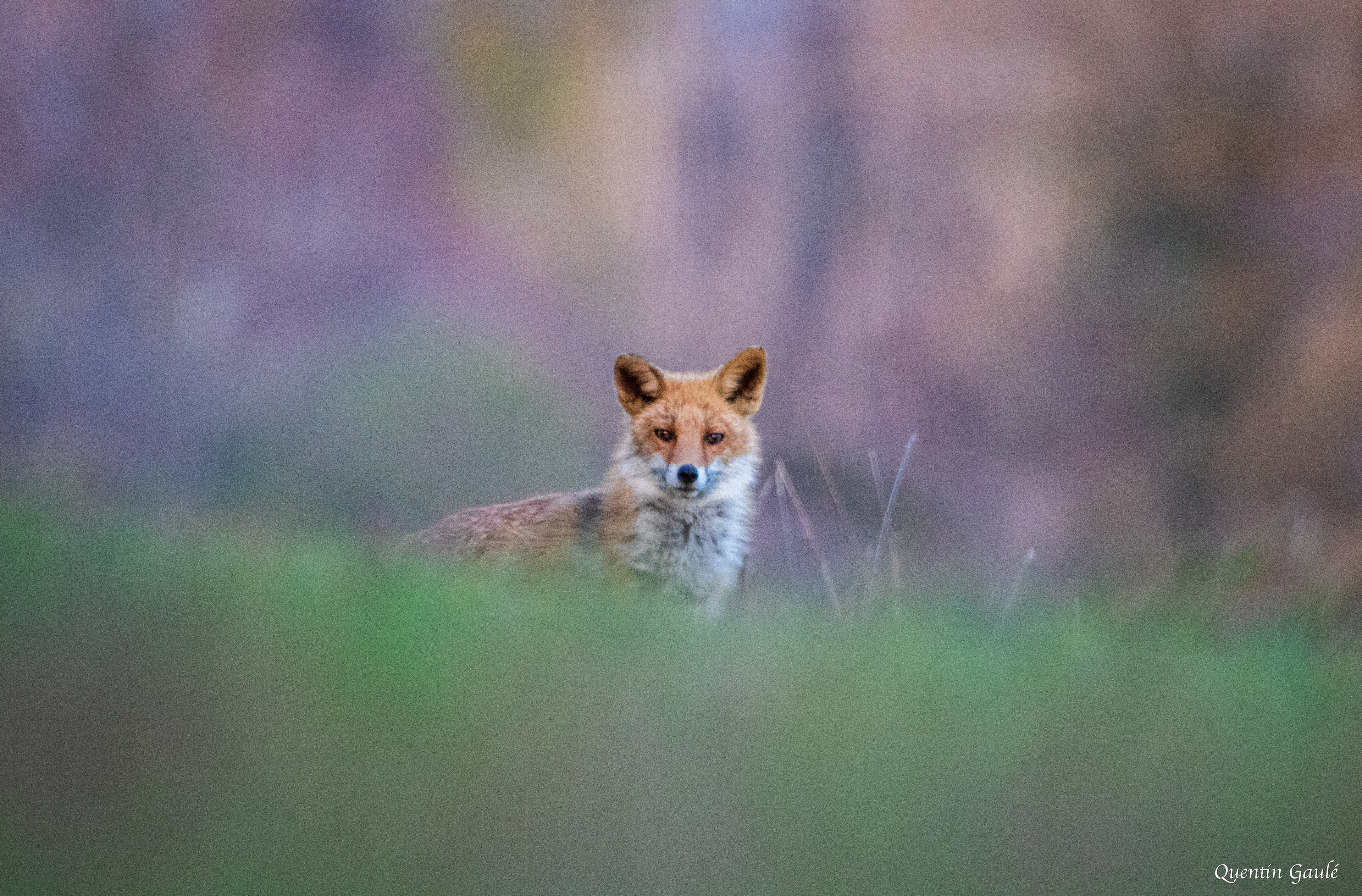 Renard roux Renard roux (Vulpes vulpes) - Troischamps (52)(Vulpes vulpes) - Troischamps (52)