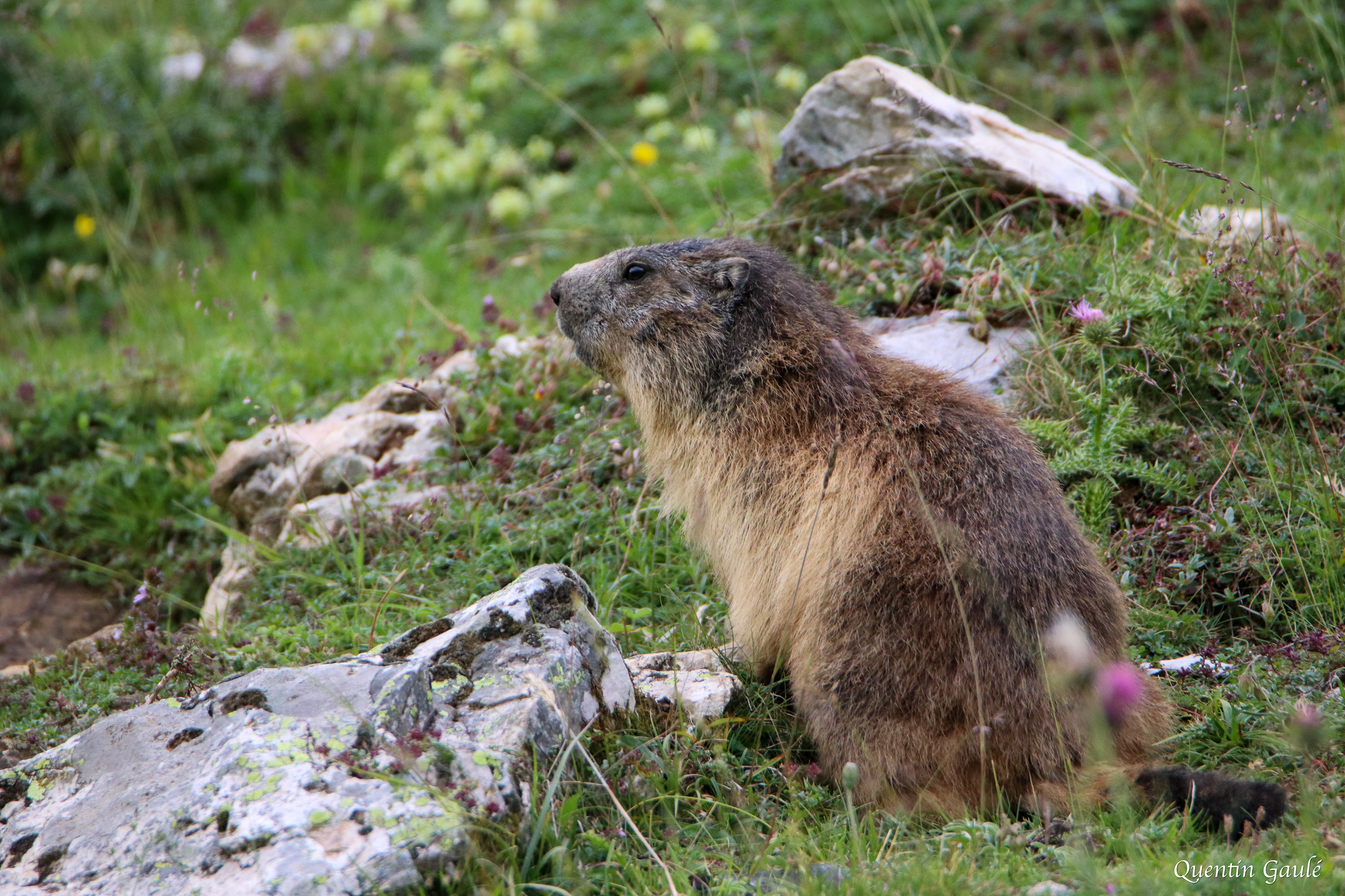Marmotte des Alpes (Marmota marmota) - Lac des Gloriettes, Gèdre (65)