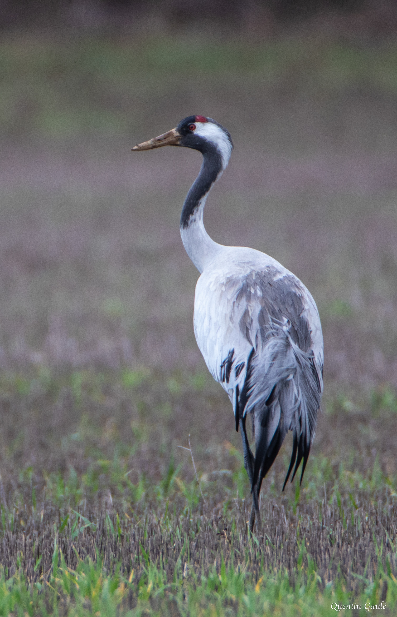 Grue cendrée (Grus grus) - Châtillon-sur-Broué (10)