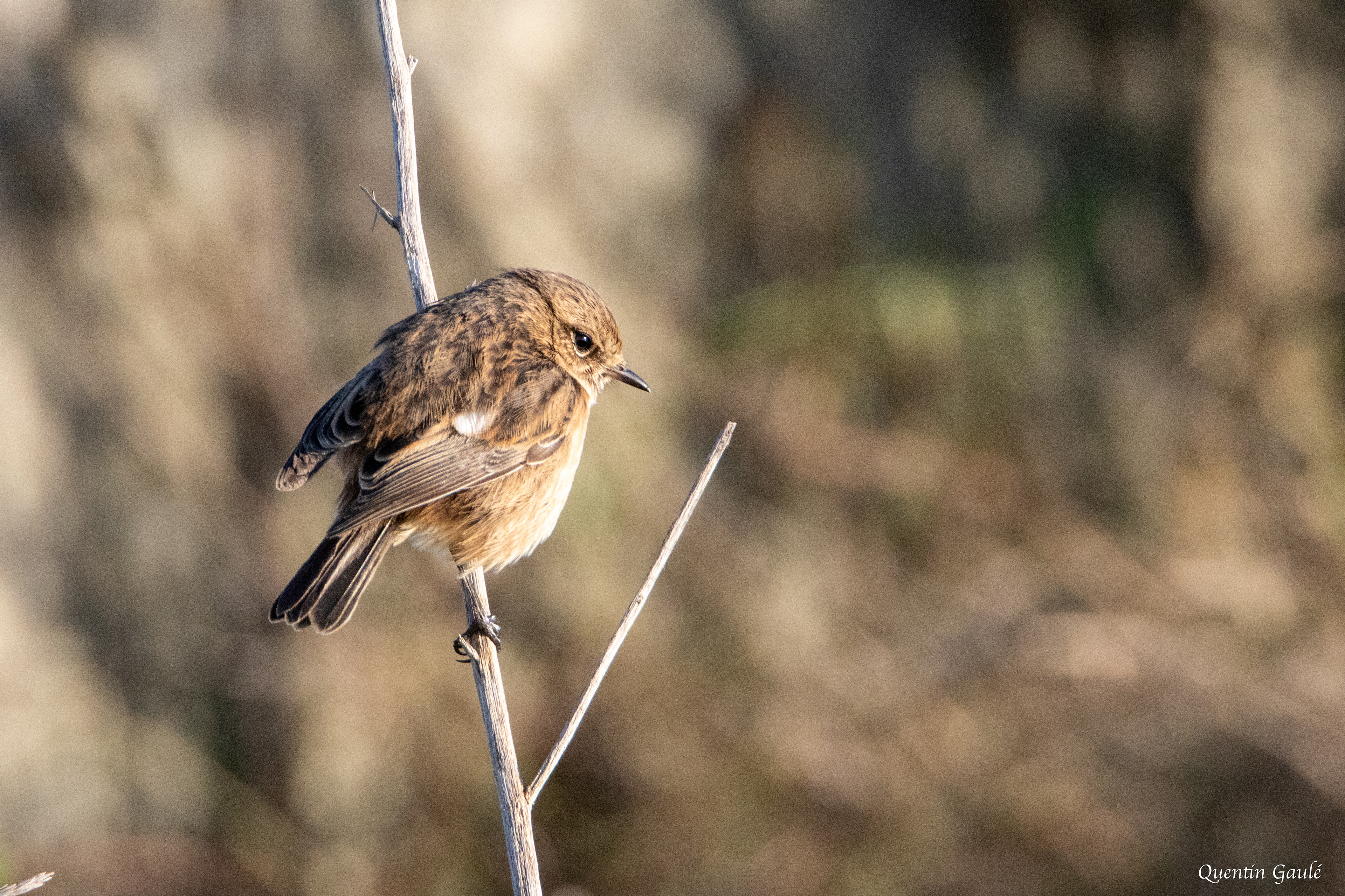Tarier pâtre (Saxicola rubicola) - Andernos-les-Bains (33)