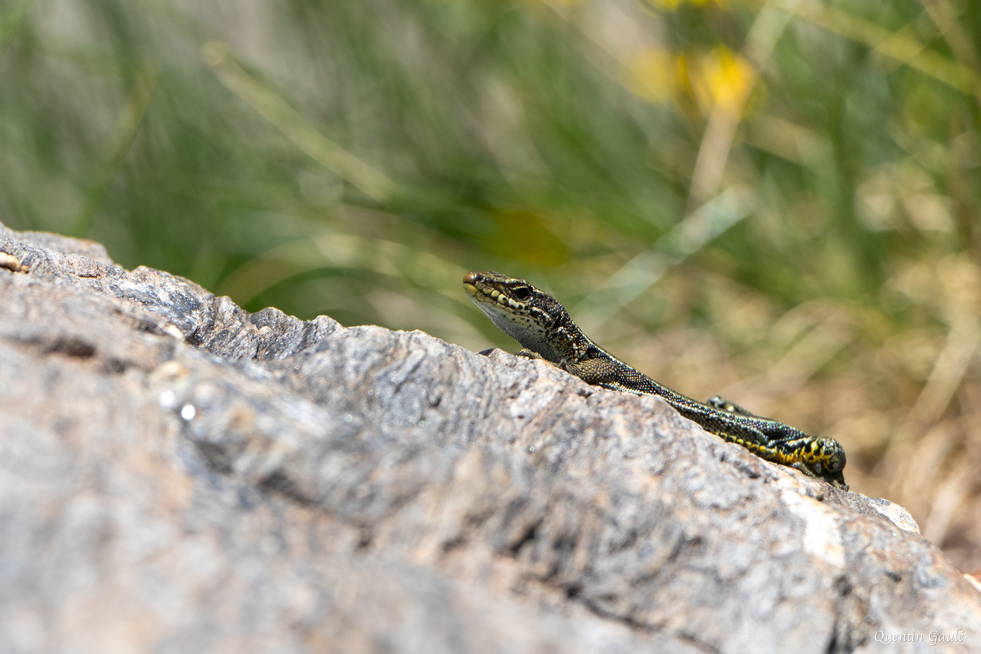 Lézard d'Aurelio (Iberolacerta aurelioi) - Cirque glaciaire de Soulcem, Auzat, Ariège (09)