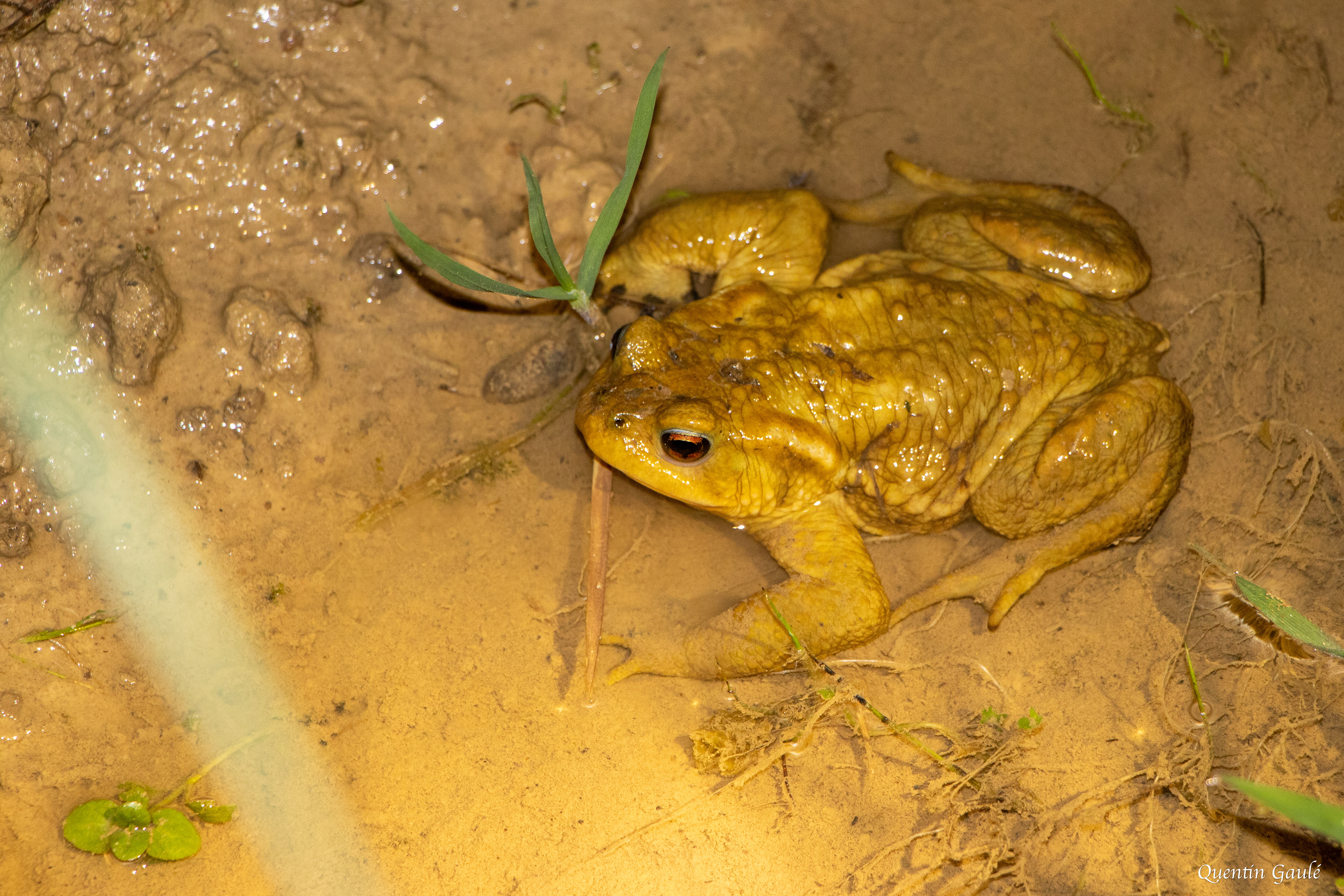 Crapaud épineux (Bufo spinosus) - Garlin (64)