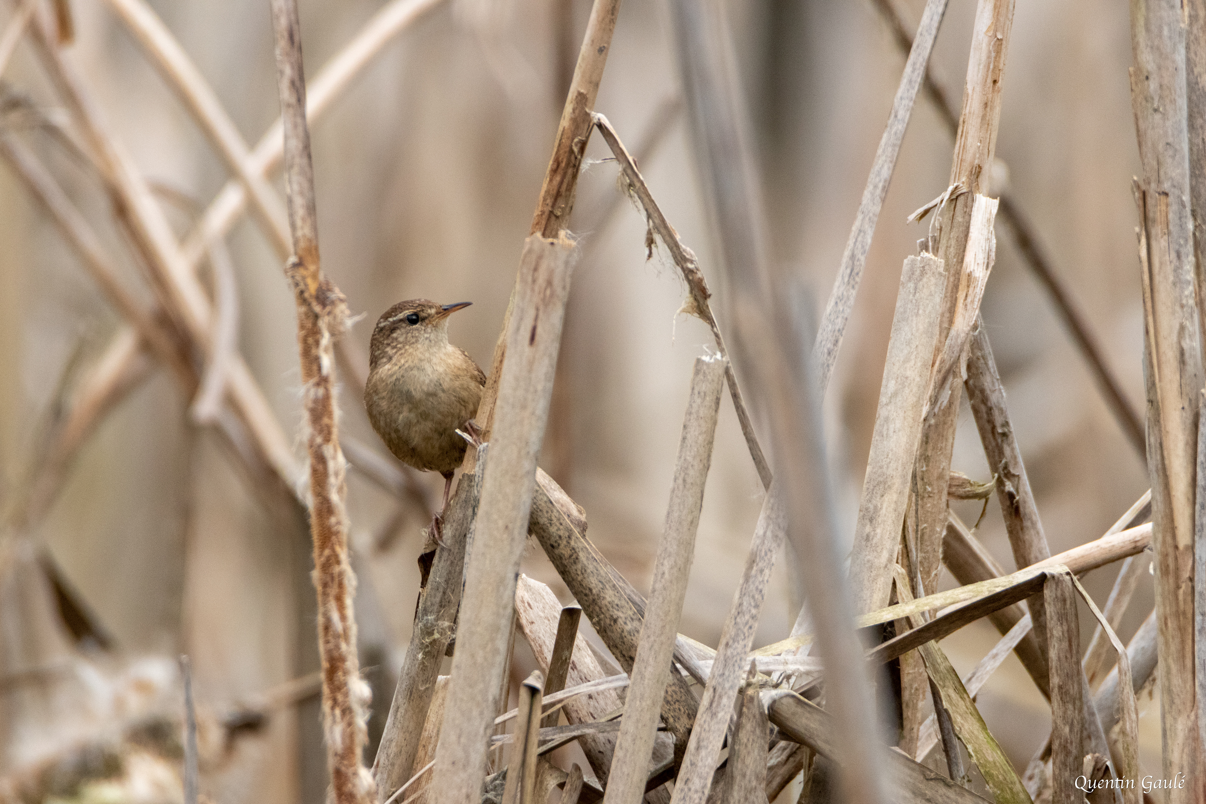 Troglodyte mignon (Trogloydes trogloydes) - Limoges (87)