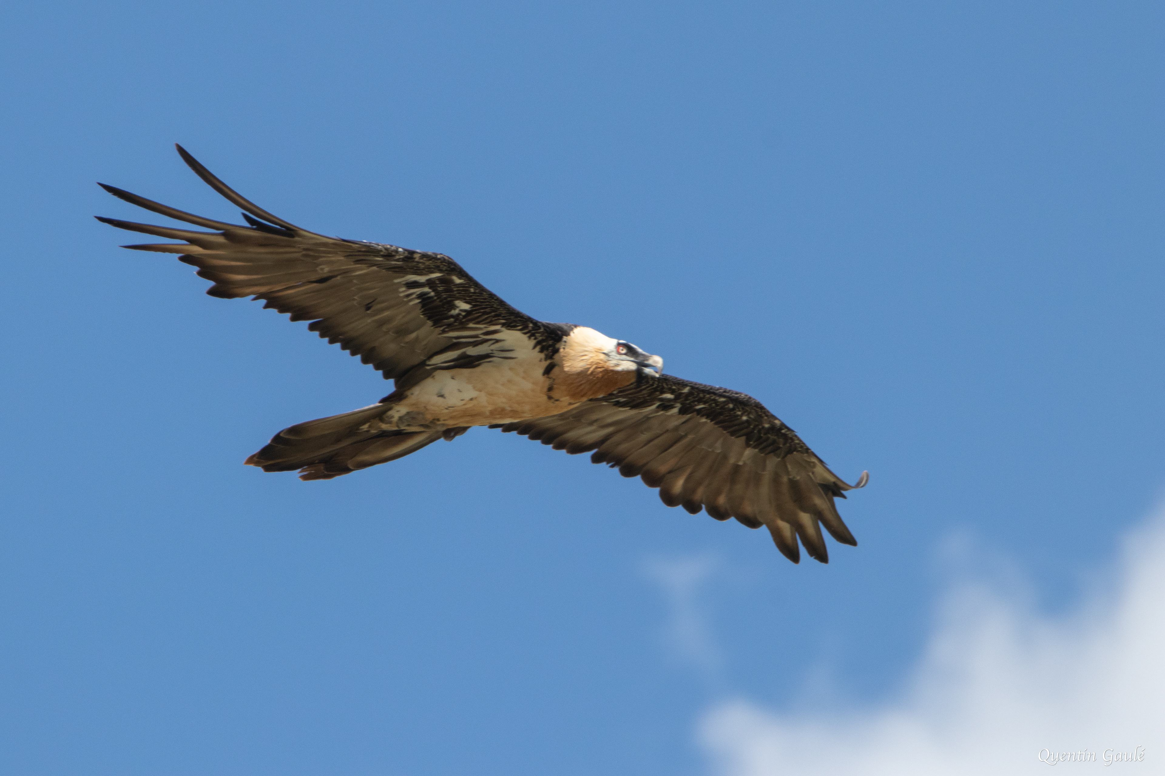Gypaète barbu (Gypaetus barbatus) - Col du Pourtalet, Laruns, Pyrénées-Atlantiques (64)