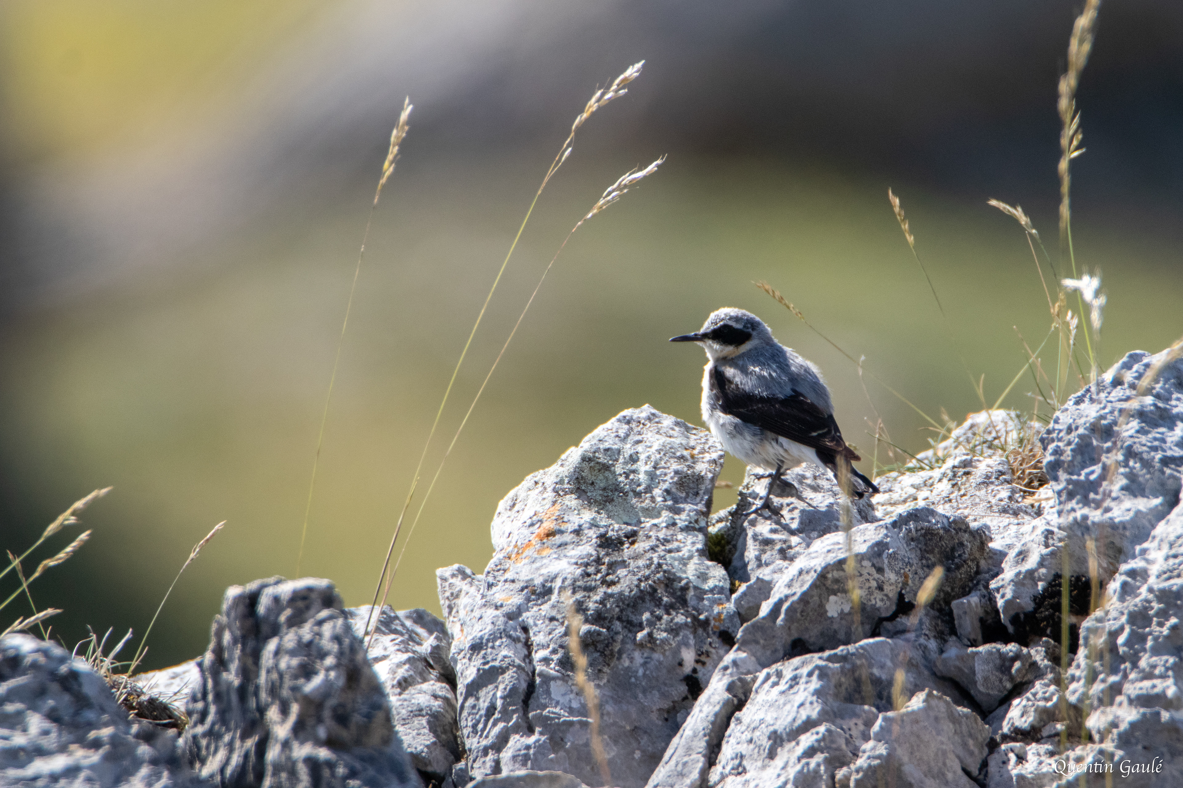 Traquet motteux (Oenanthe oenanthe) - Col du Pourtalet, Laruns (64)