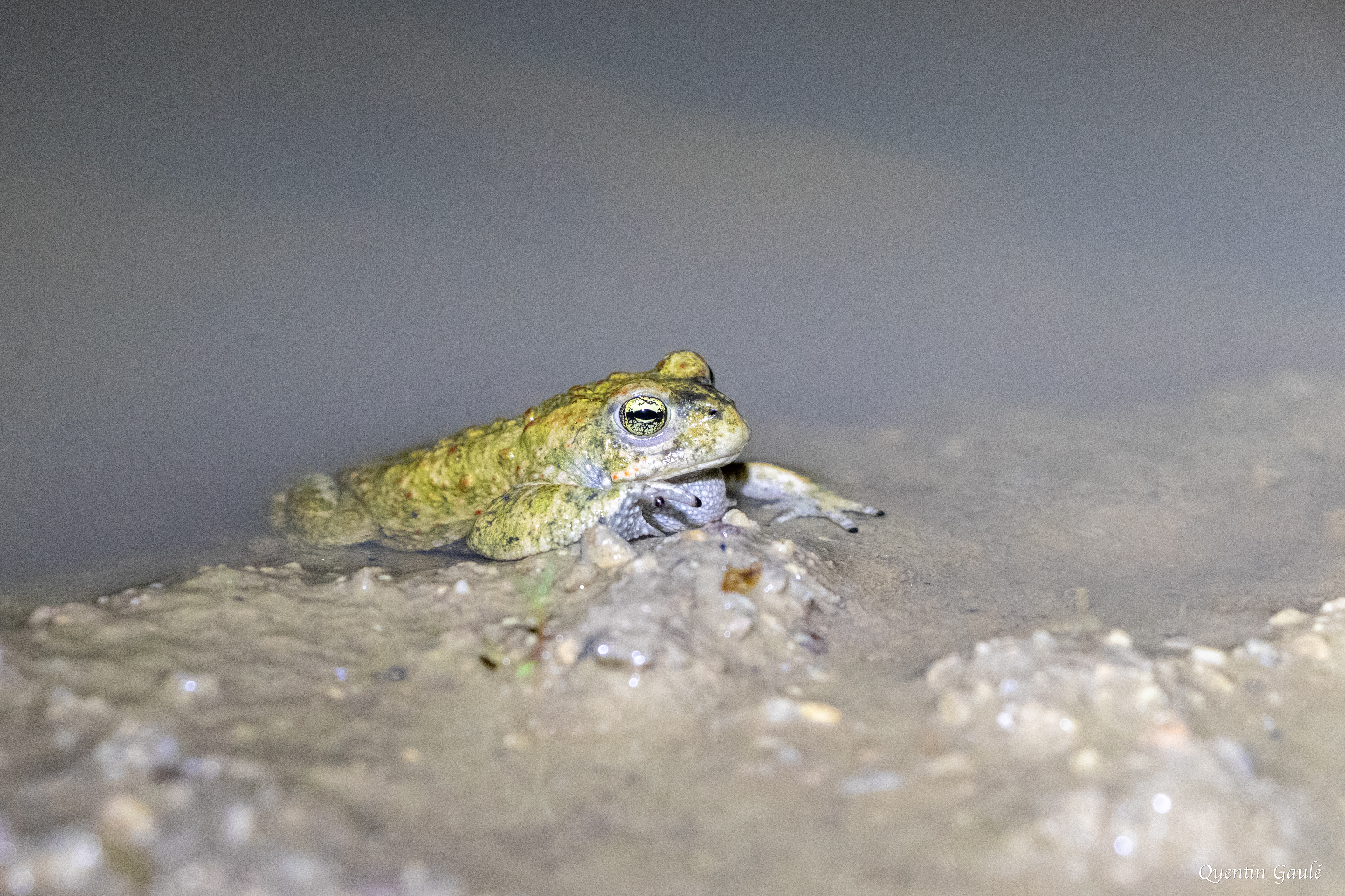 Crapaud calamite (Epidalea calamita) - Brigueil-le-Chantre (86)