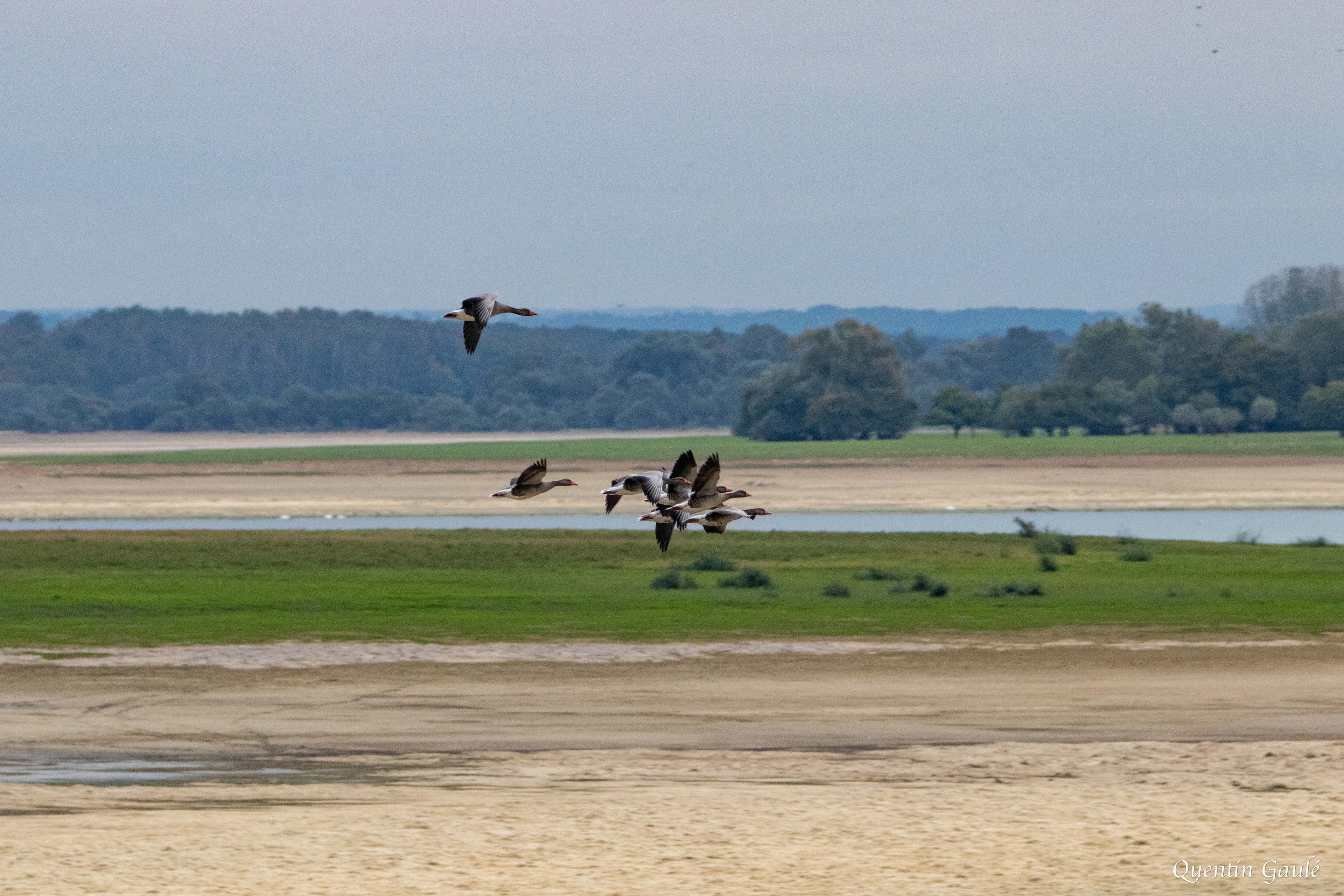 Oie cendrée (Anser anser) - Lac du Der-Chantecoq, Marne (51)