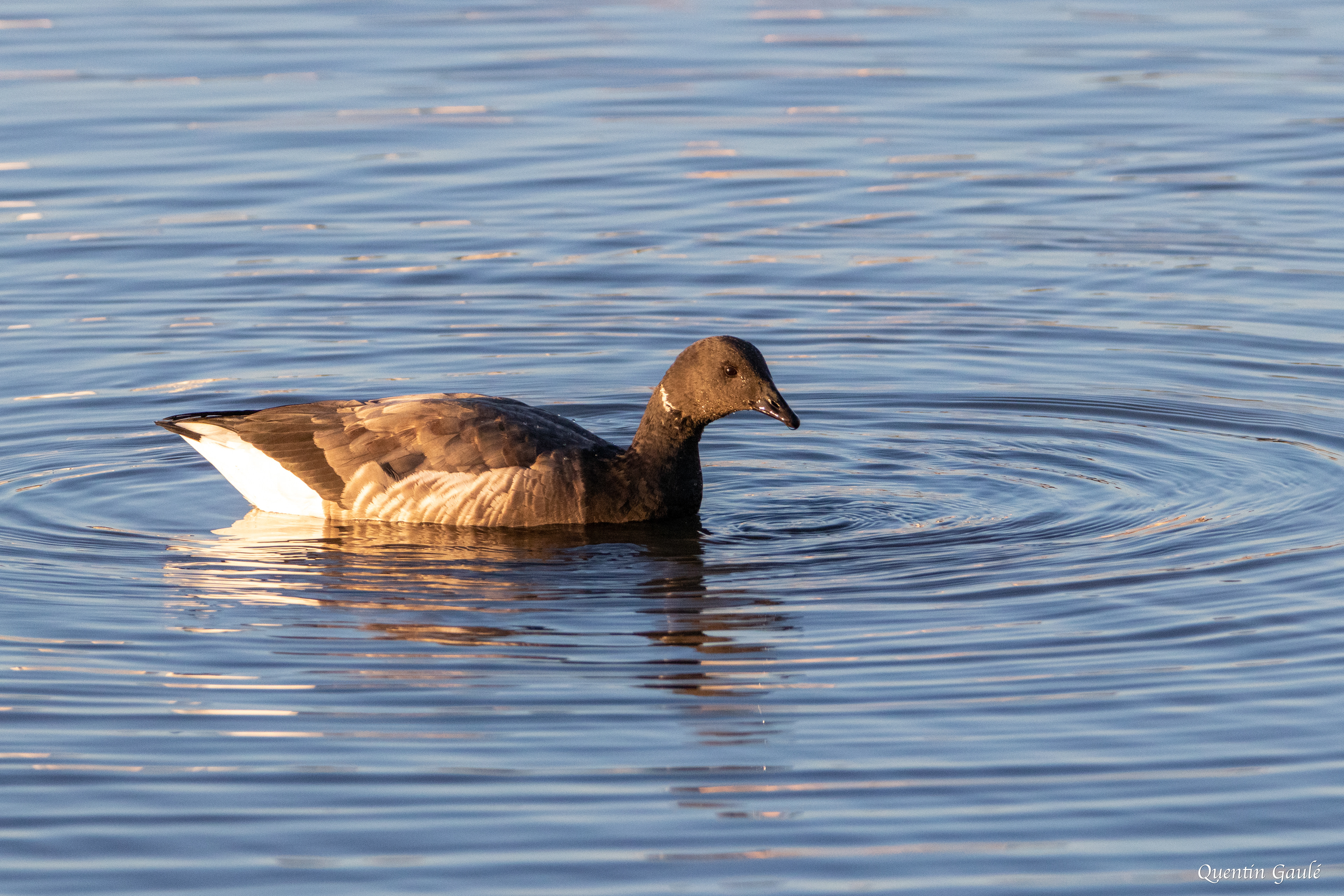 Bernache cravant (Branta bernicla) - Andernos-les-Bains, Gironde (33)