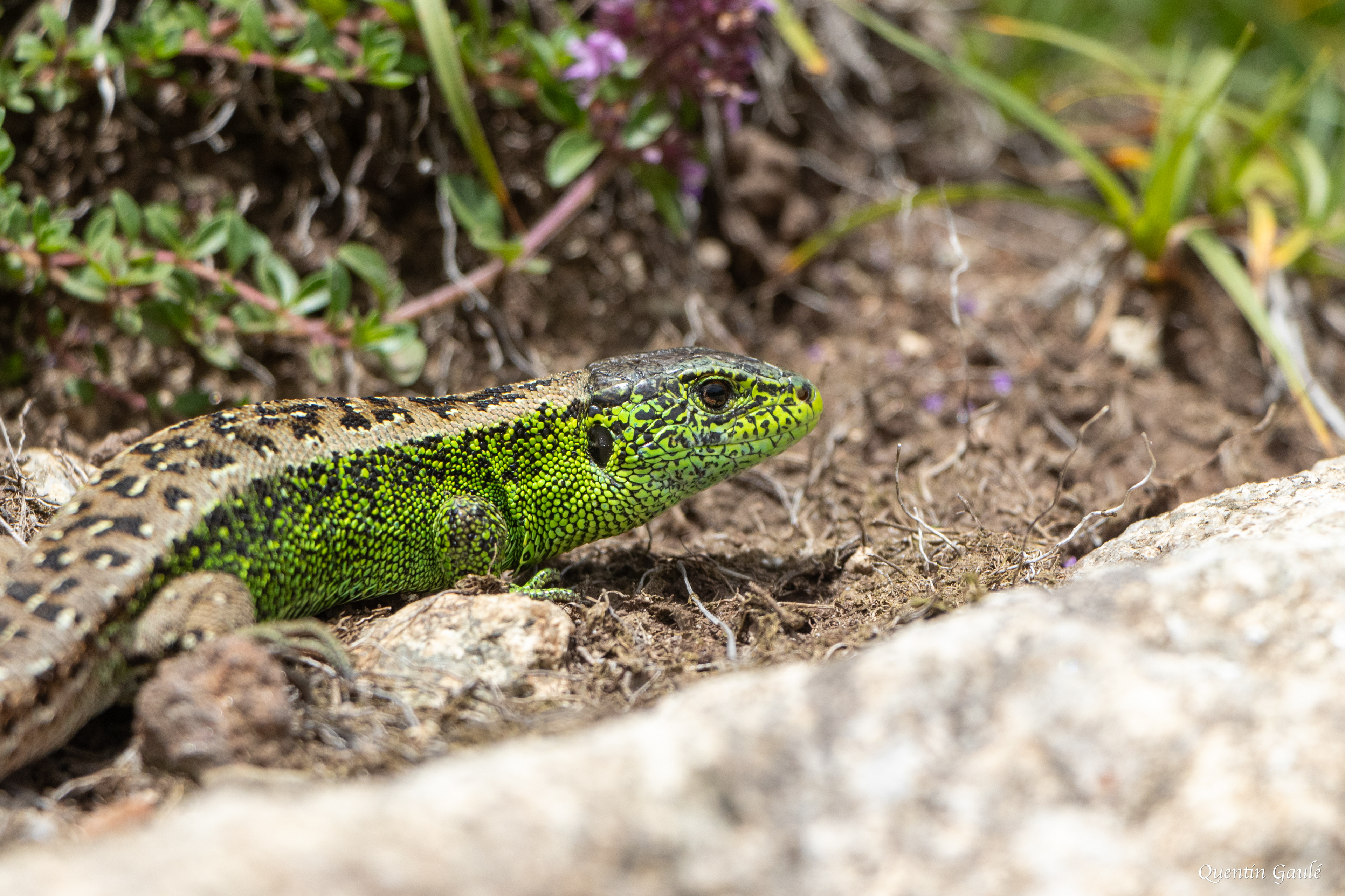 Lézard des souches (Lacerta agilis) - Col de Puymorens, Porté-Puymorens, Pyrénées-Orientales (66)