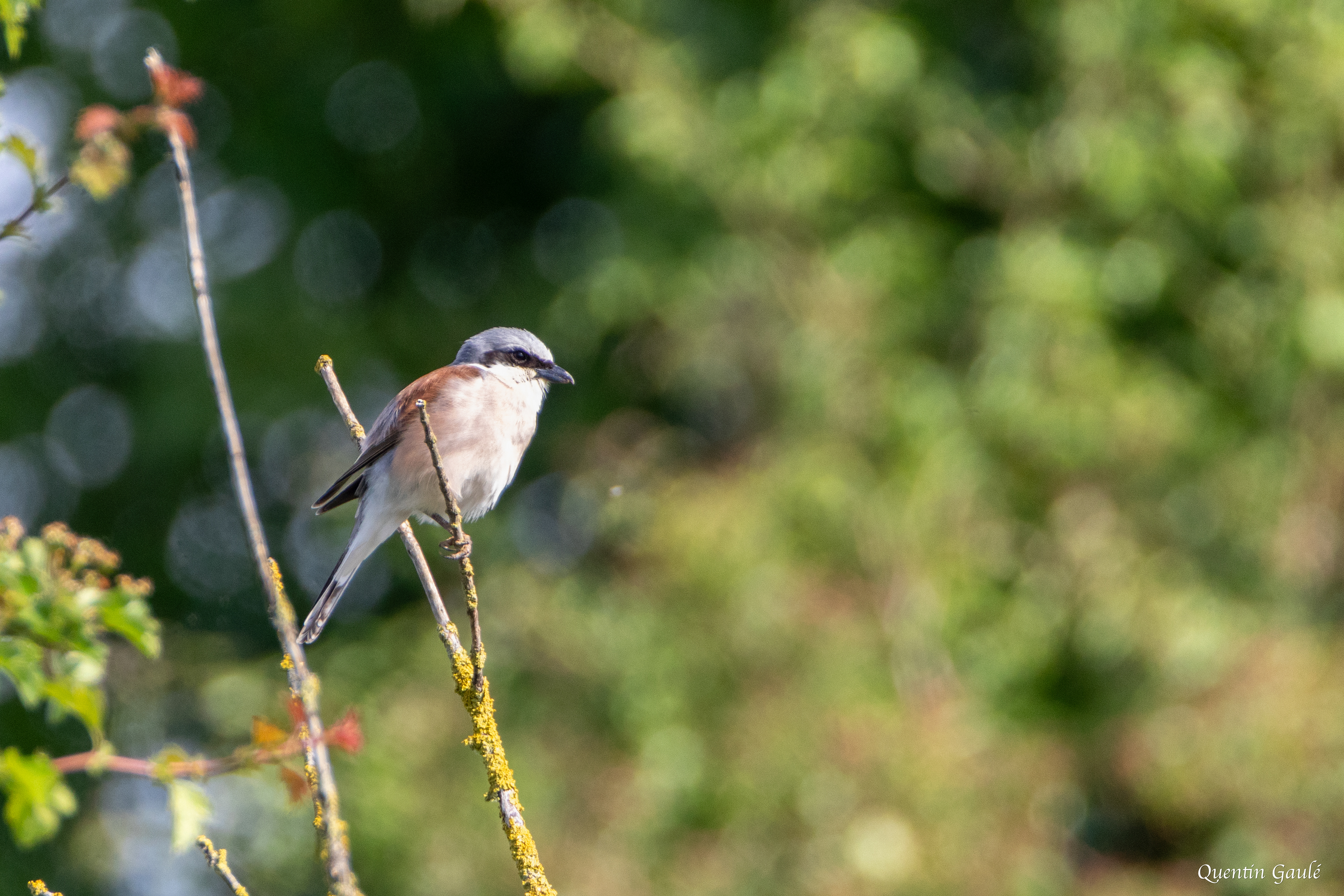 Pie-grièche écorcheur (Lanius collurio) - Lizant, Vienne (86)
