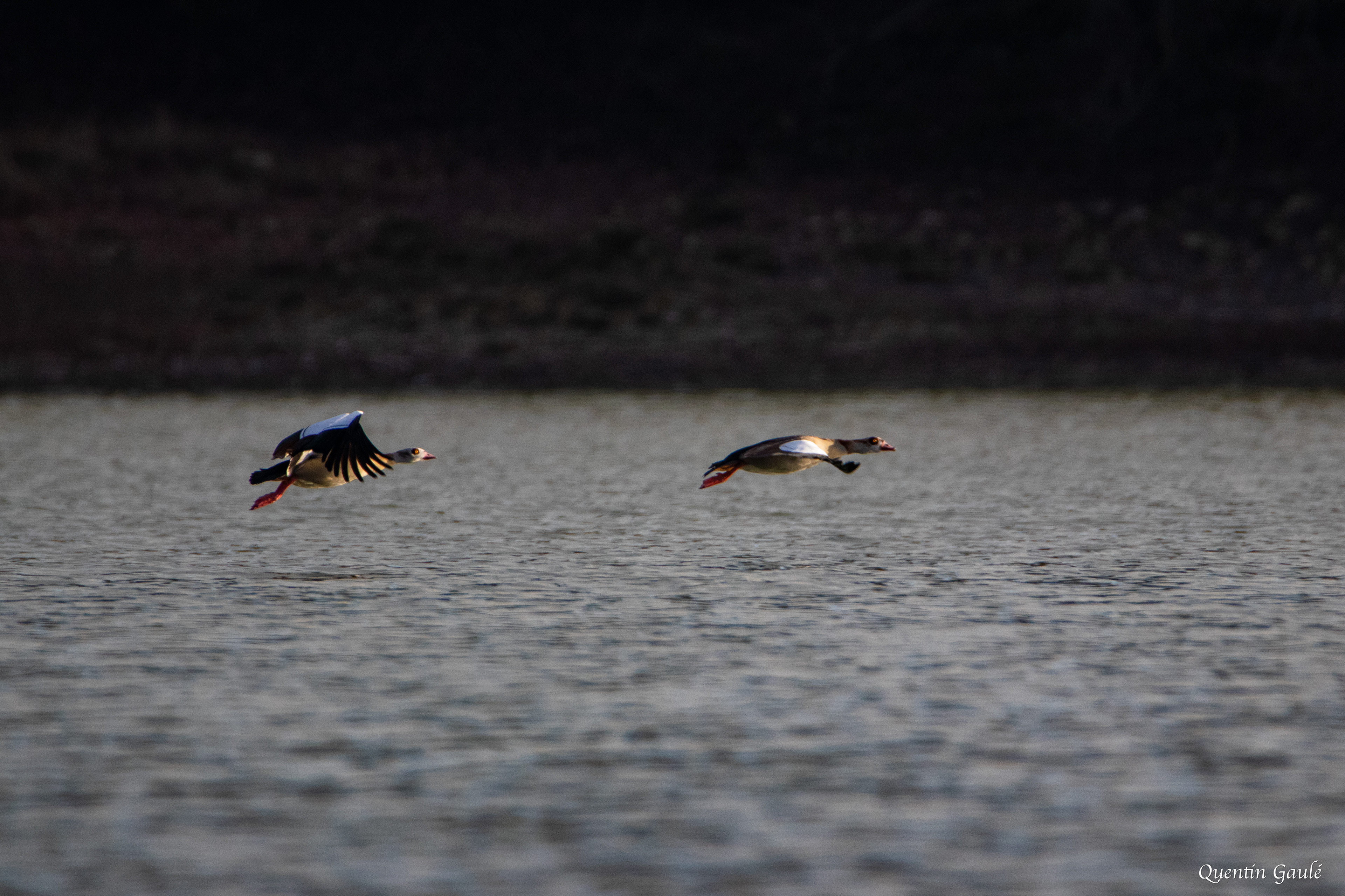 Ouette d'Égypte (Alopochen aegyptiaca) - Lac de Charmes, Haute-Marne (52)