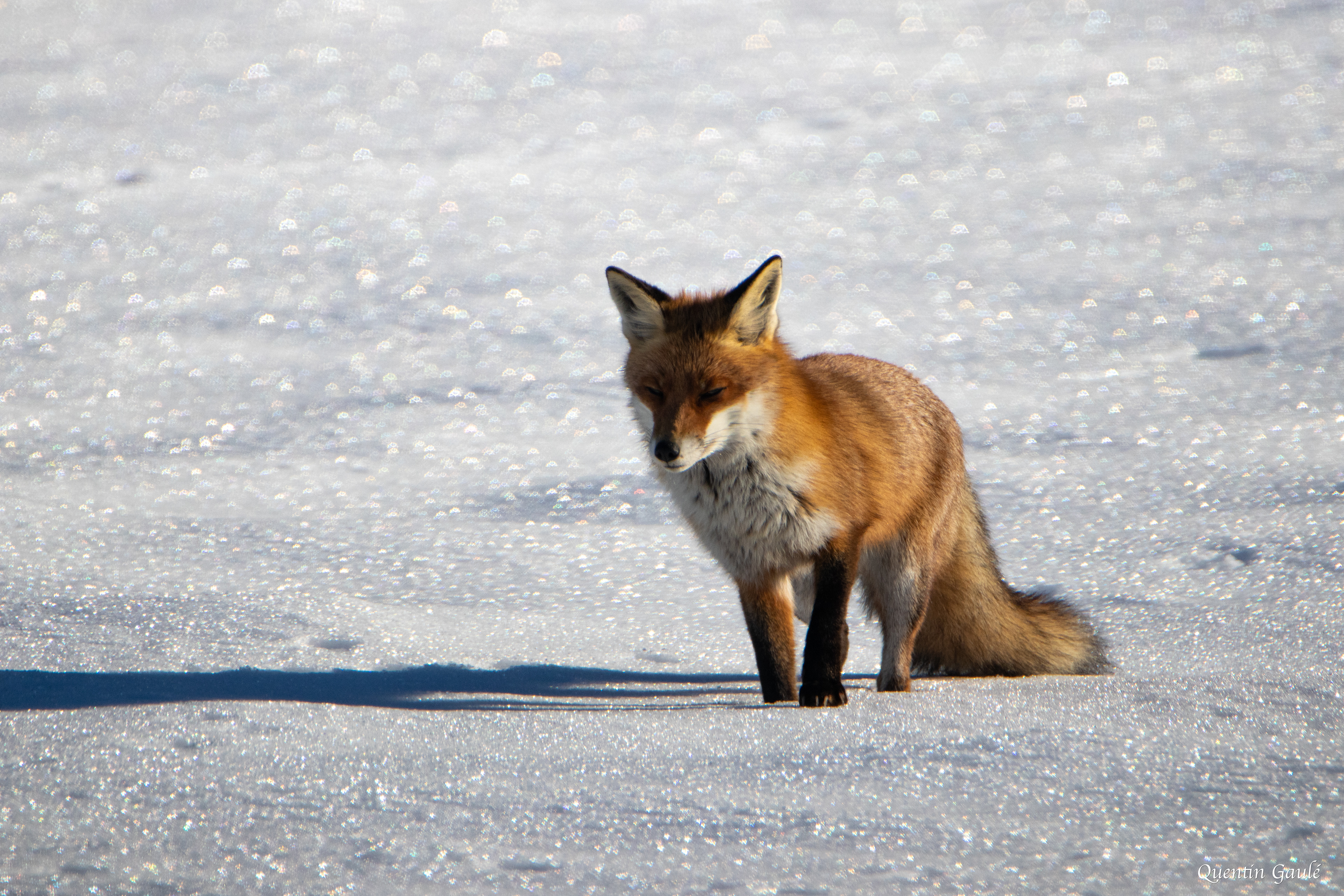 Renard roux (Vulpes vulpes) - Bugny (25)