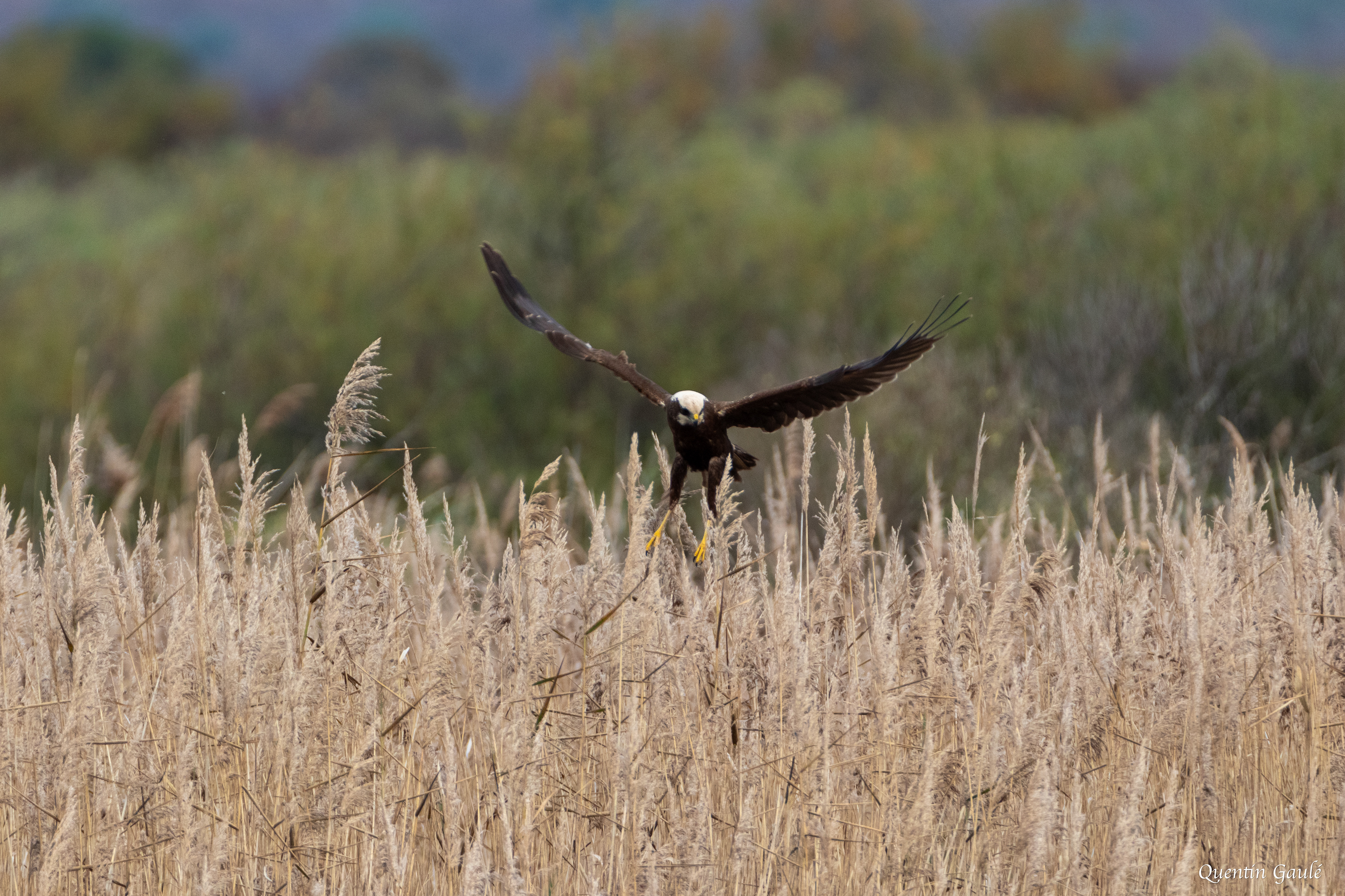 Busard des roseaux (Circus aeruginosus) - Réserve ornithologique du Teich, Gironde (33)