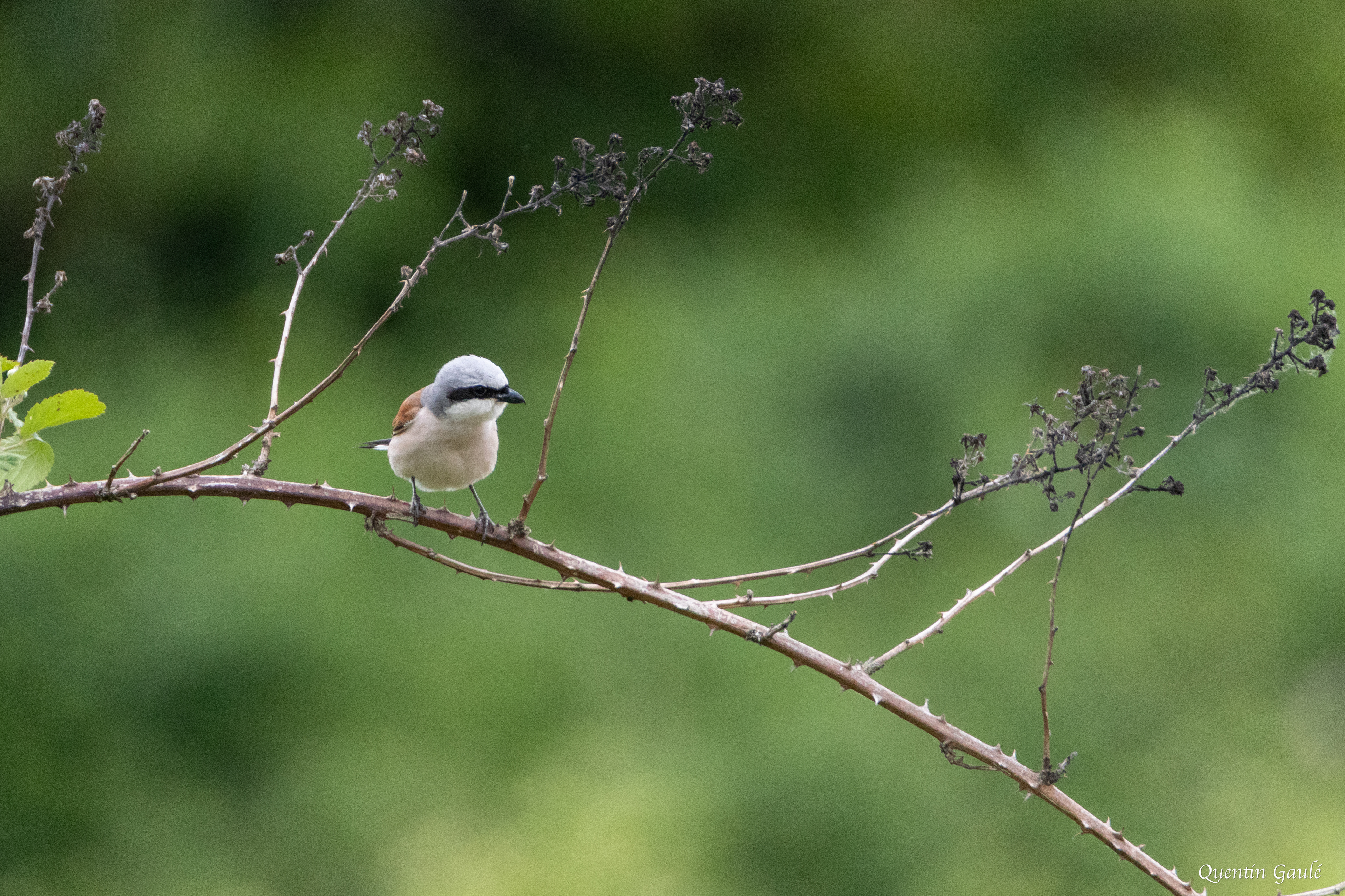 Pie-grièche écorcheur (Lanius collurio) - Brux, Vienne (86)