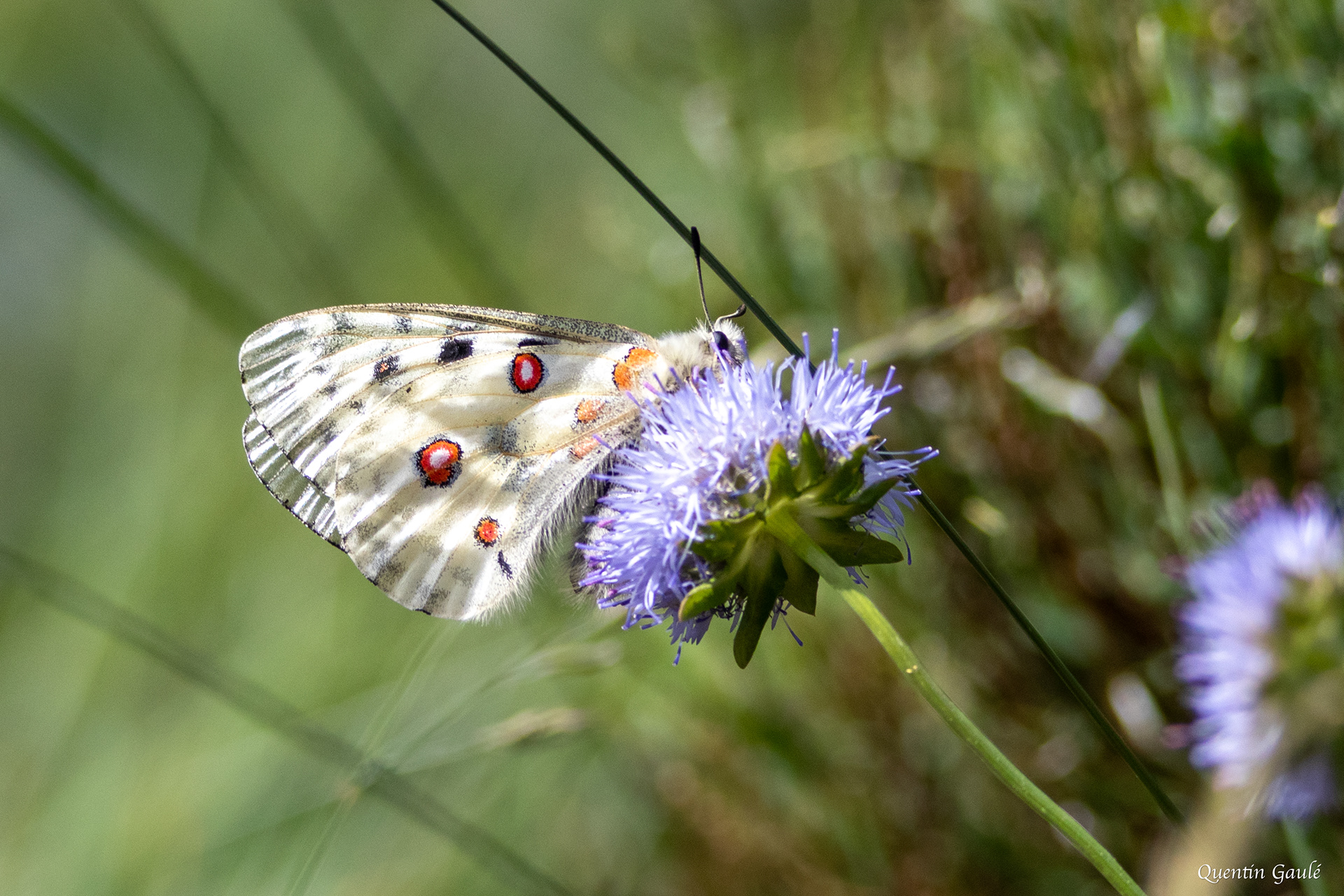 Apollon (Parnassius apollo) - Col de Puymorens, Porté-Puymorens (66)