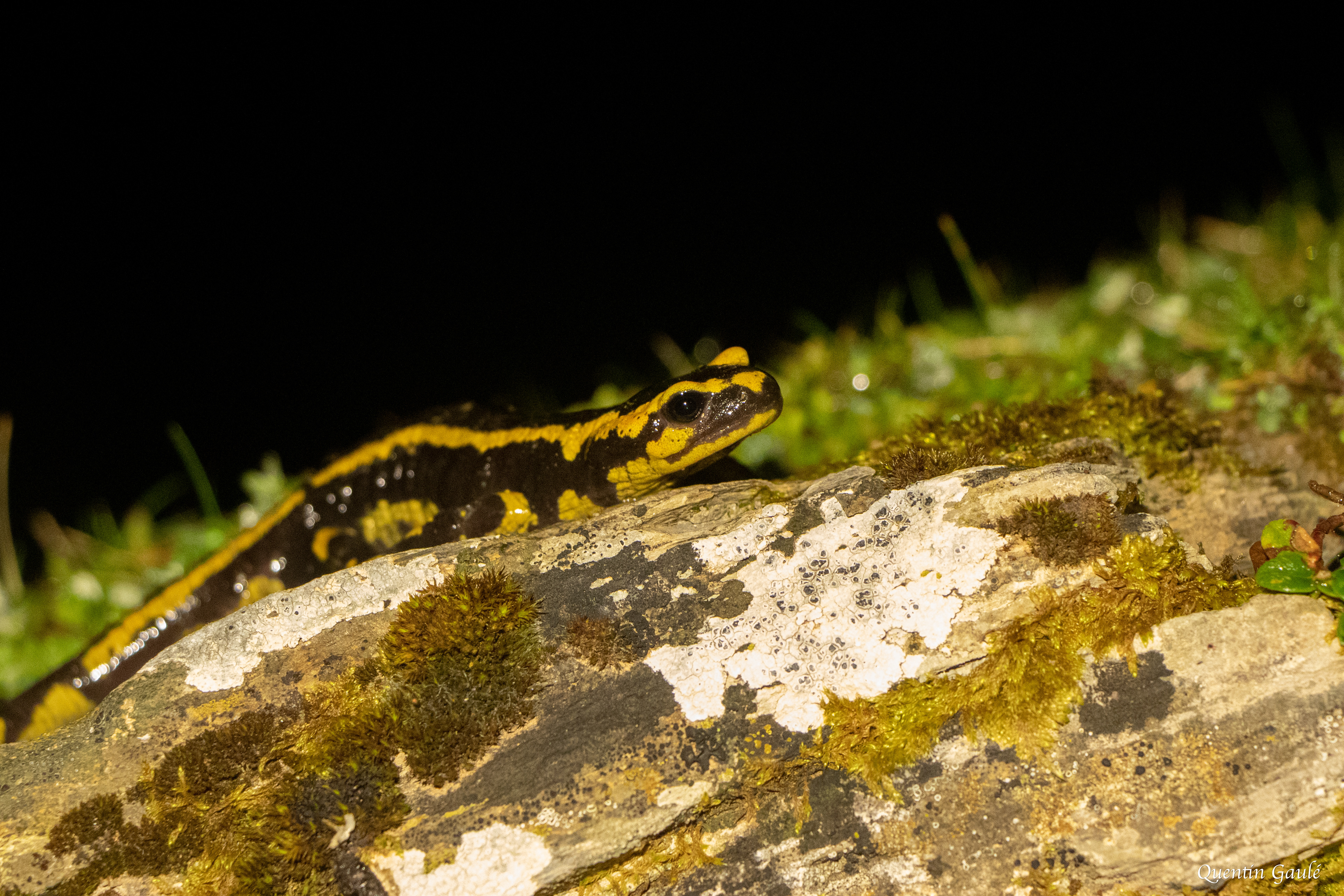 Salamandre tachetée (Salamandra salamandra) - Gourette, Eaux-Bonnes (64)