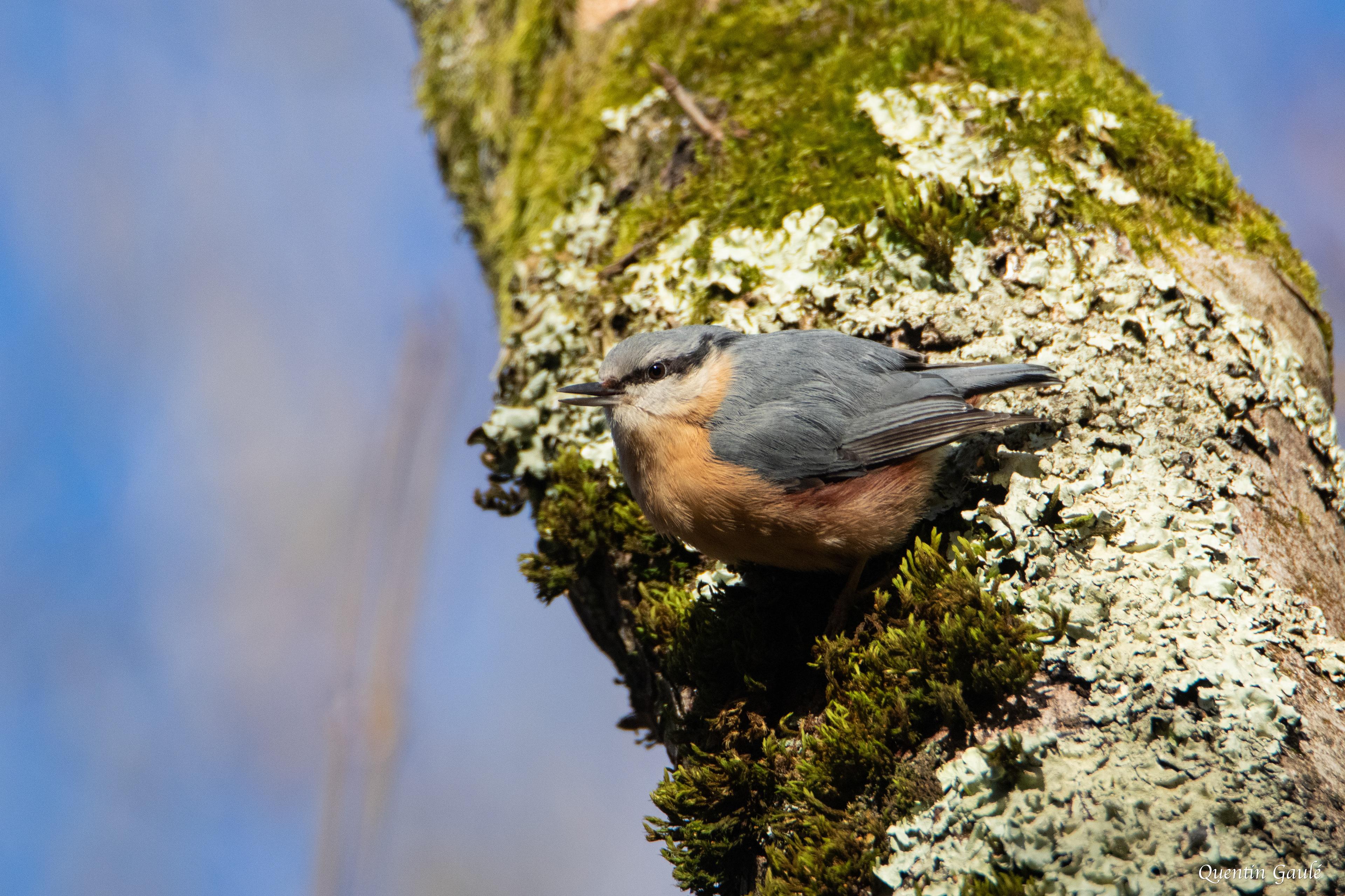 Sittelle torchepot (Sitta europaea) - Besançon (25)