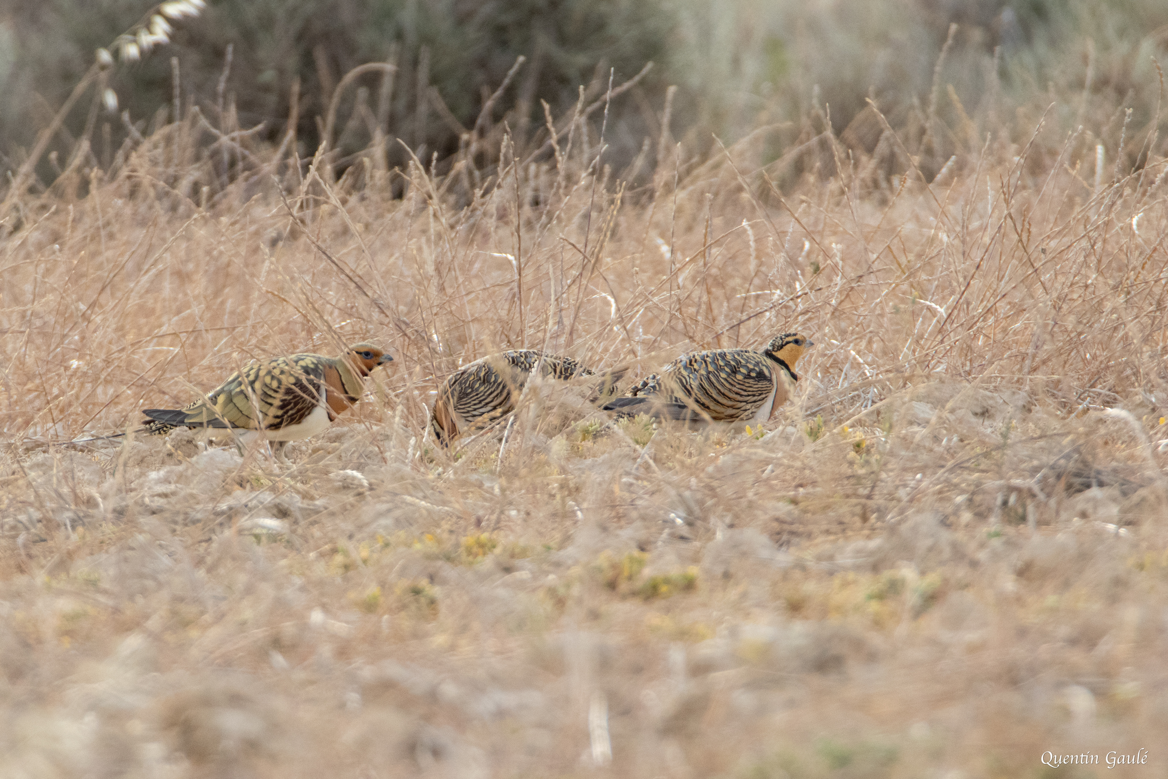Ganga cata (Pterocles alchata) - Parc Naturel des Bardenas Reales, Navarre (Espagne)
