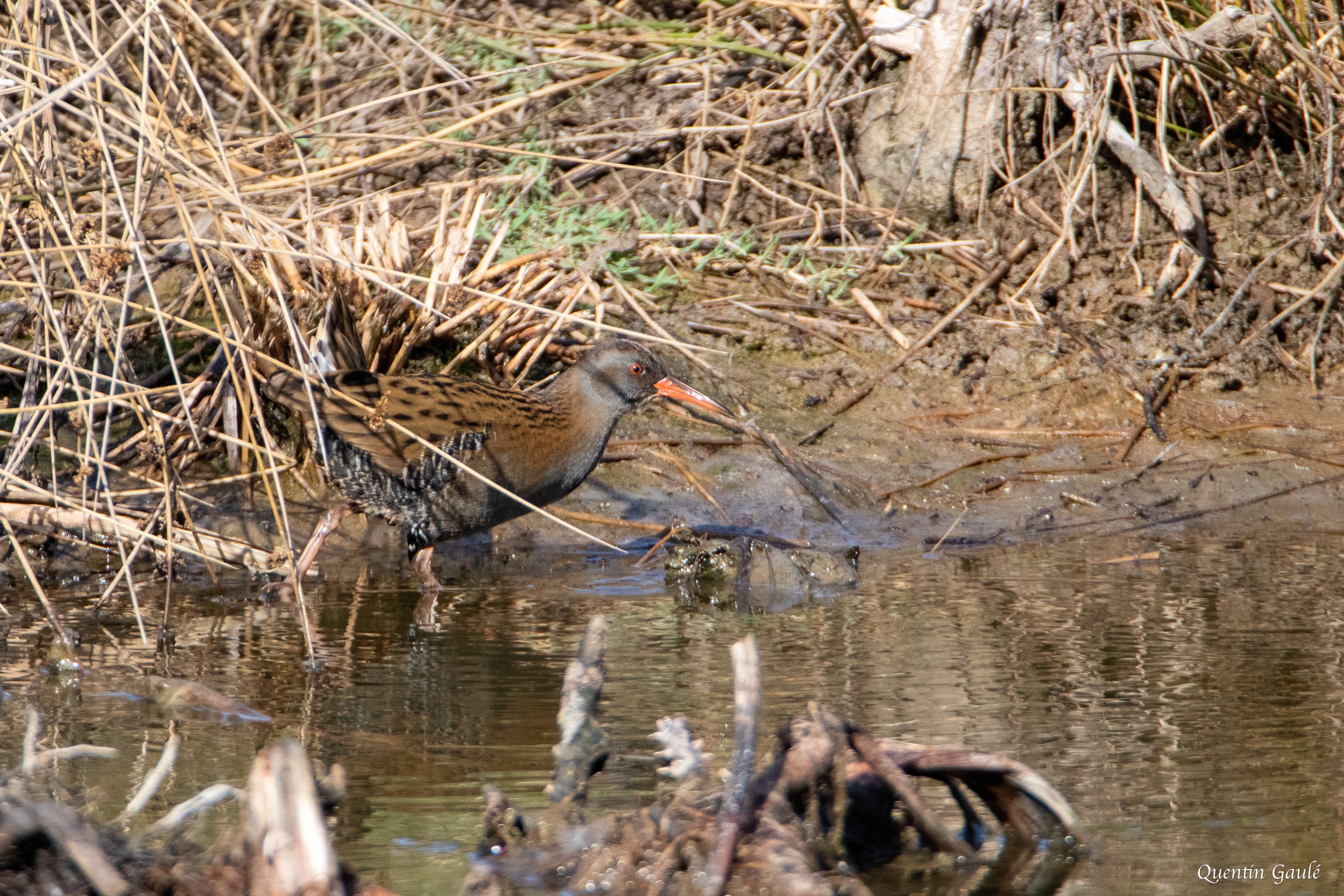 Râle d'eau (Rallus aquaticus) - Réserve ornithologique du Teich, Gironde (33)