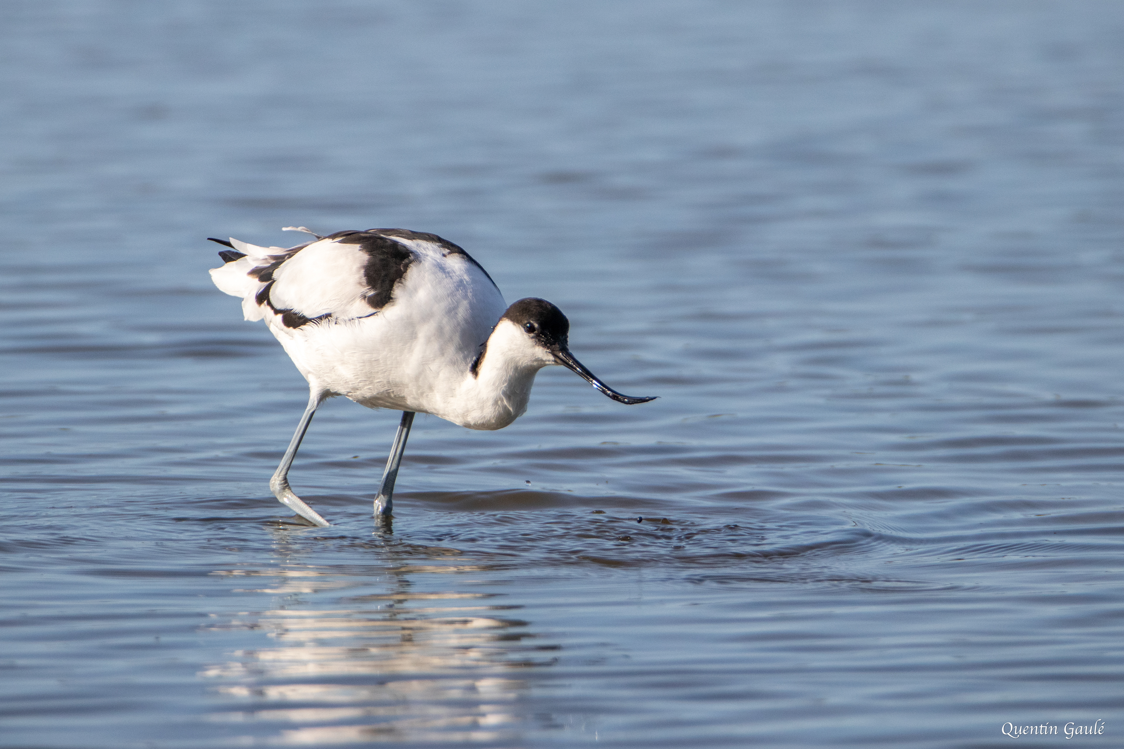 Avocette élégante (Recurvirostra avosetta) - Réserve ornithologique du Teich, Gironde (33)