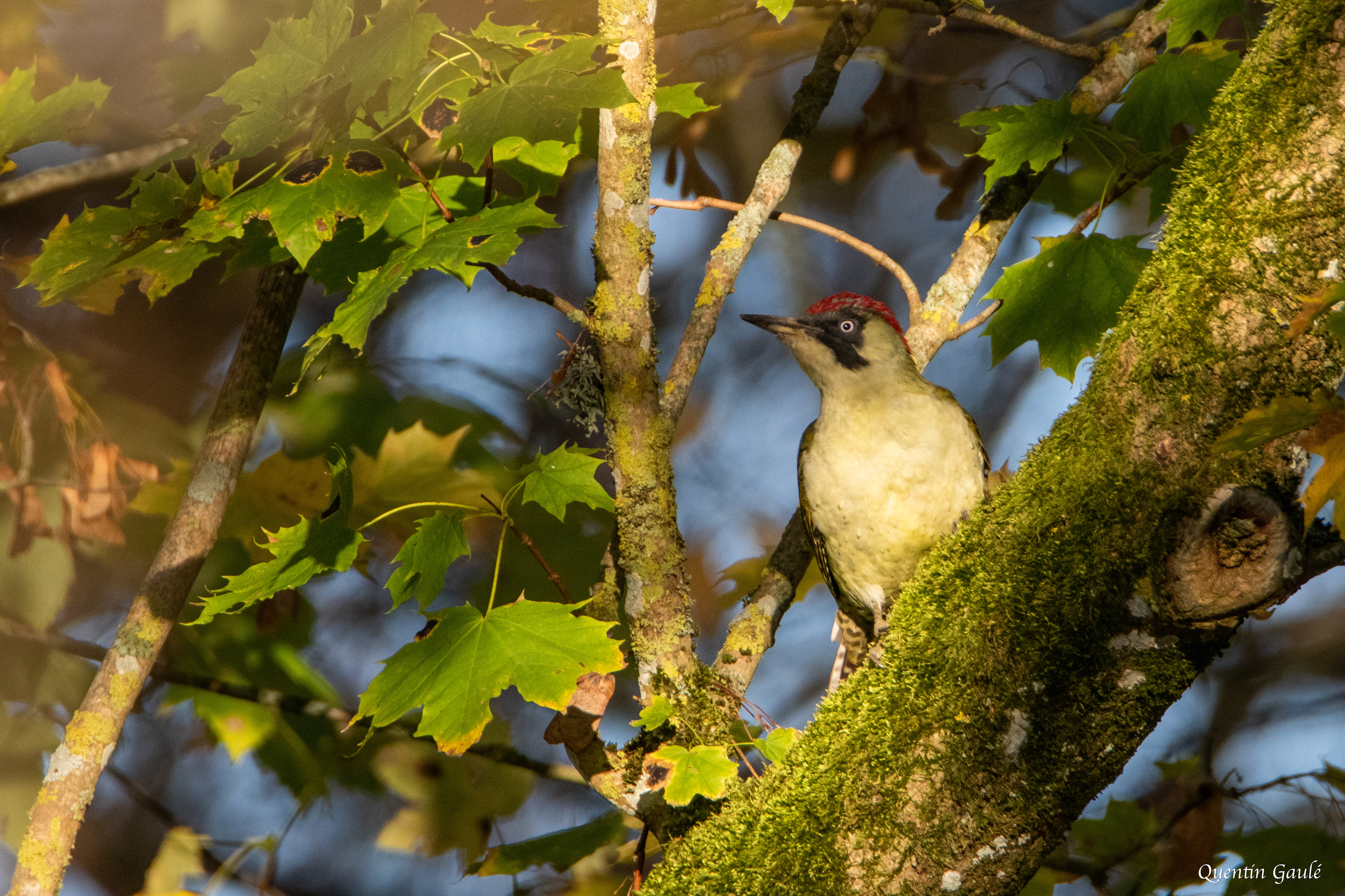 Pic vert (Picus viridis) - Langres, Haute-Marne (52)