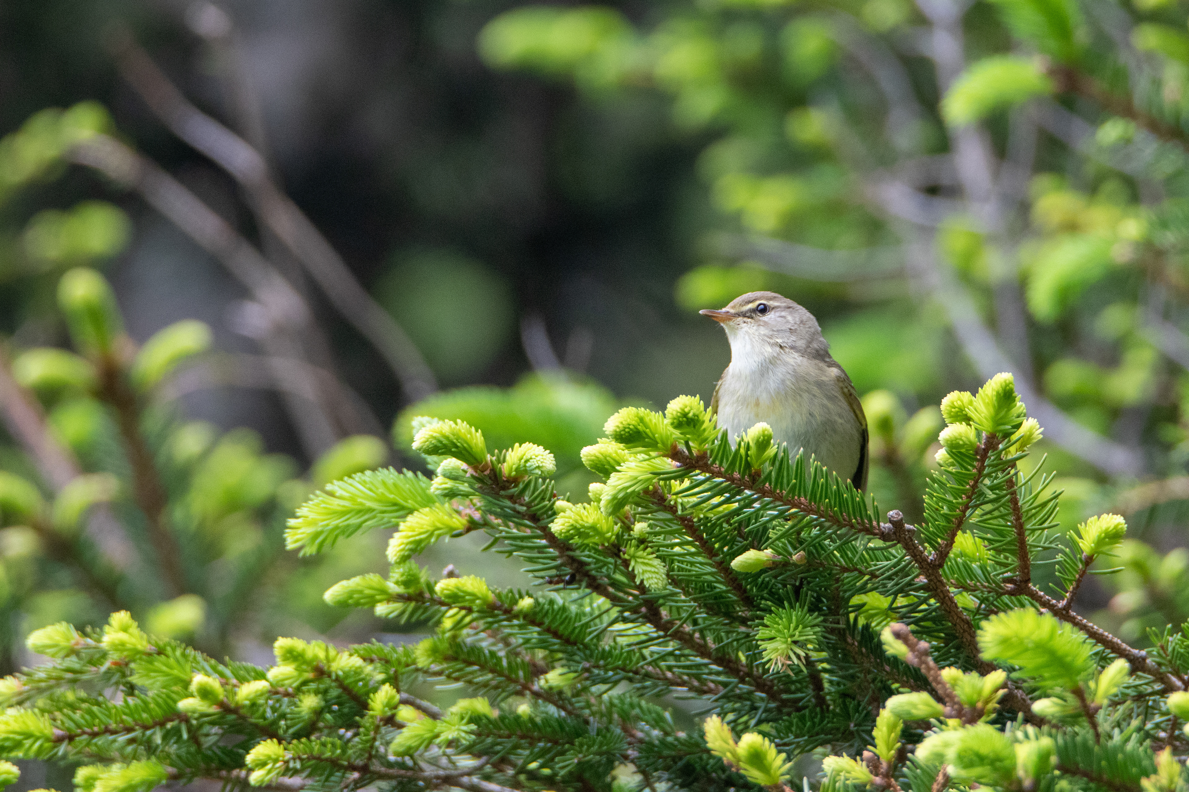 Pouillot fitis (Phylloscopus trochilus) - Gourette, Eaux-Bonnes (64)