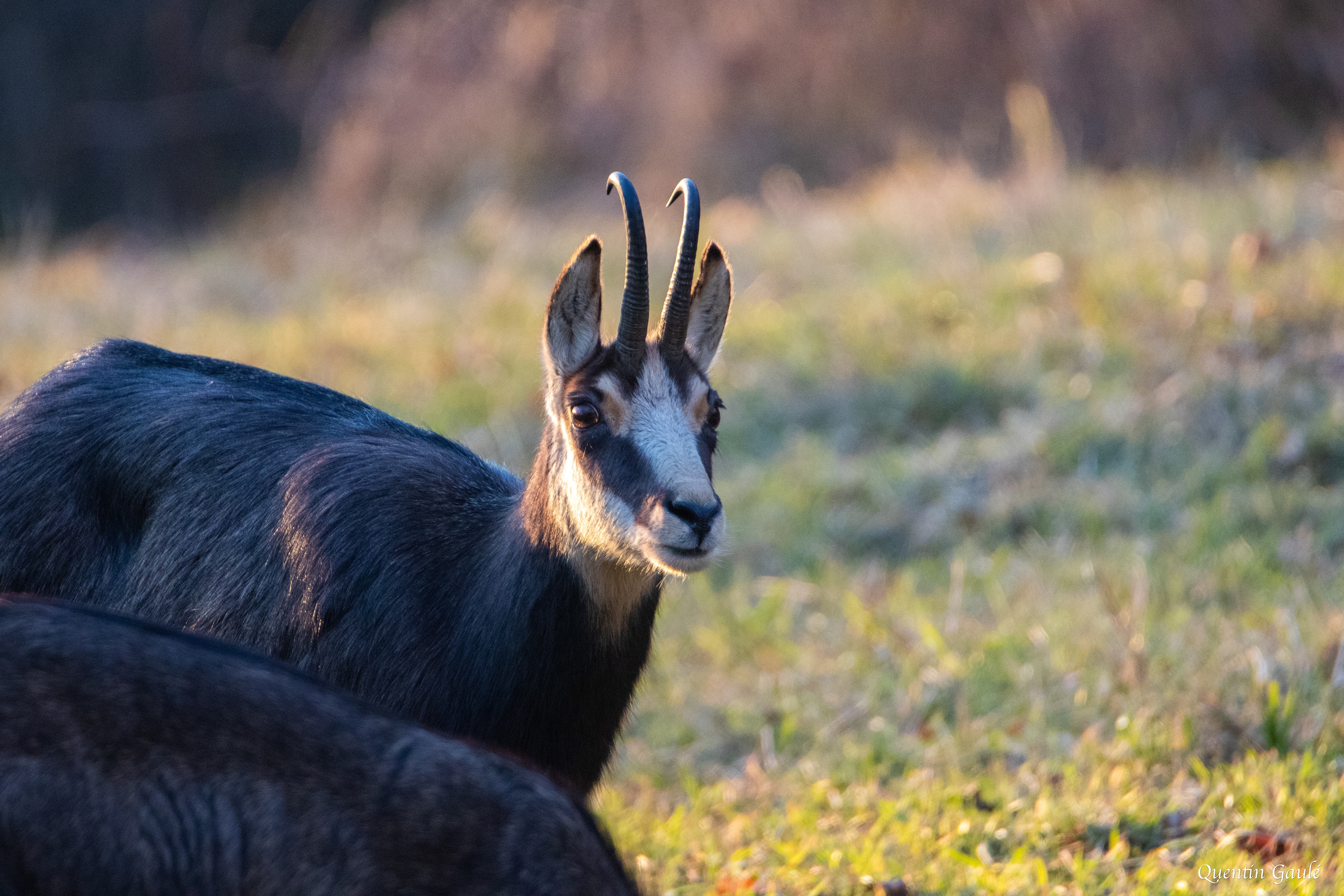 Chamois (Rupicapra rupicapra) - Besançon (25)