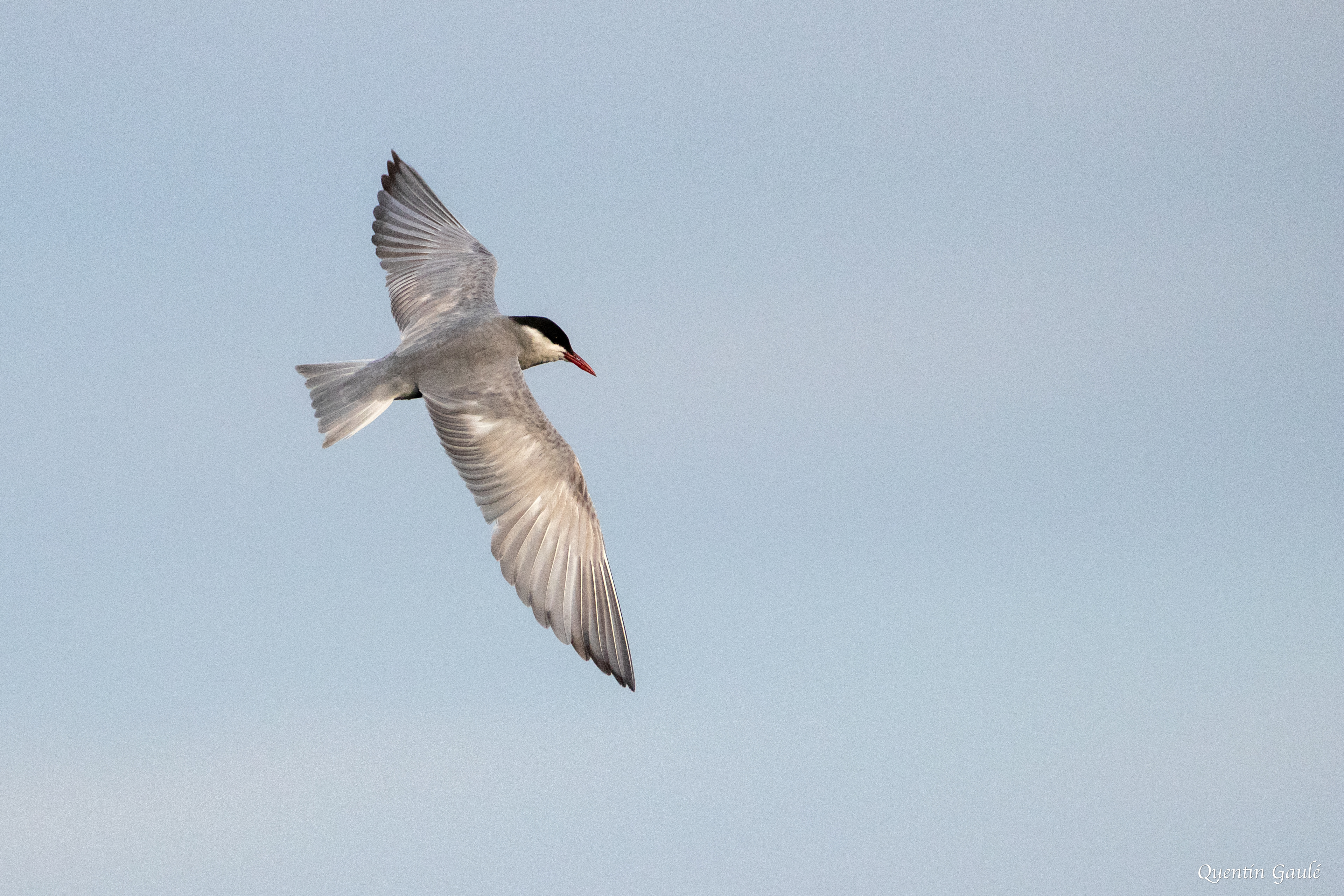 Guifette moustac (Chlidonias hybrida) - Parc Naturel du Delta de l'Èbre, Catalogne (Espagne)