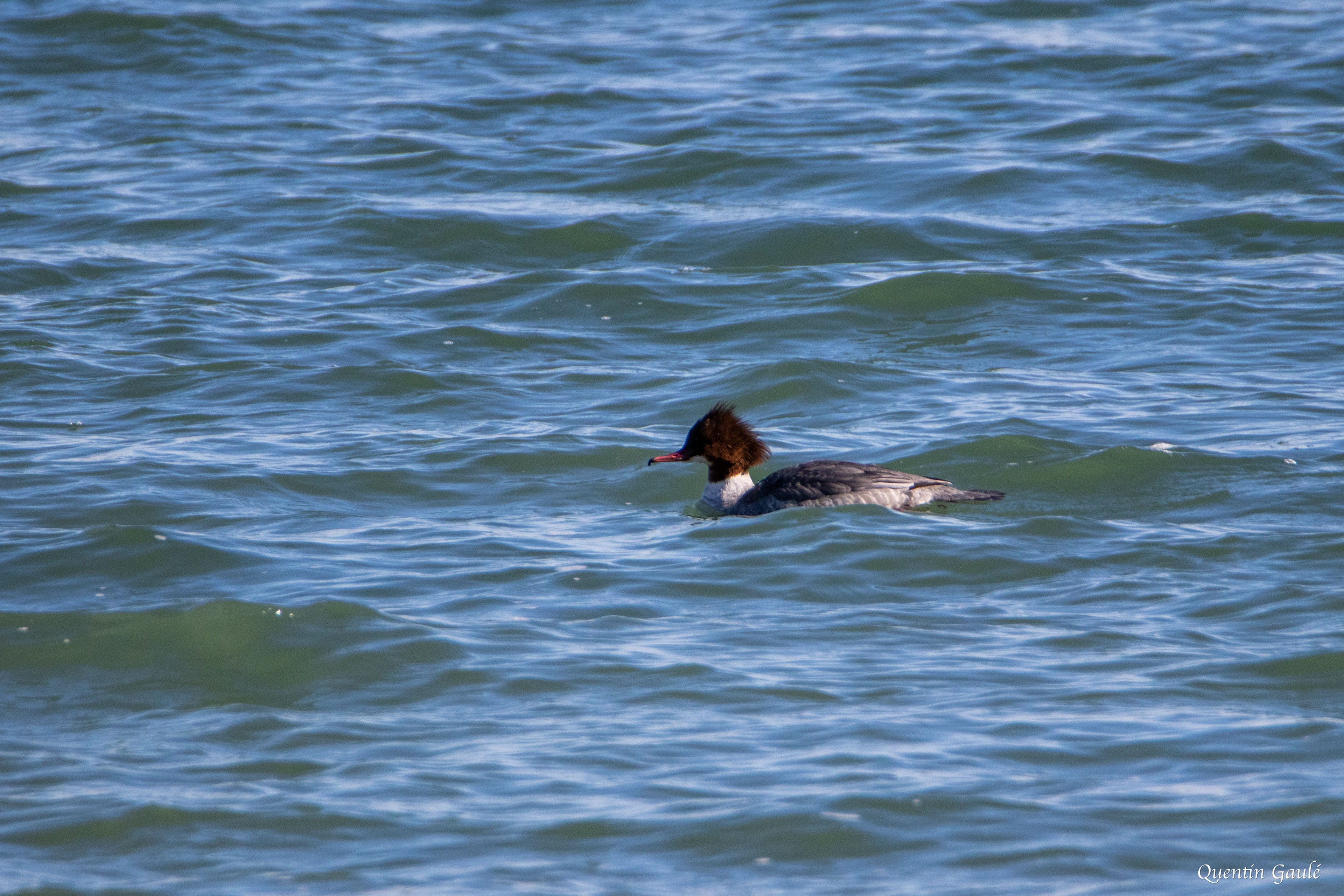 Harle bièvre (Mergus merganser) - Lac du Der-Chantecoq, Marne (51)