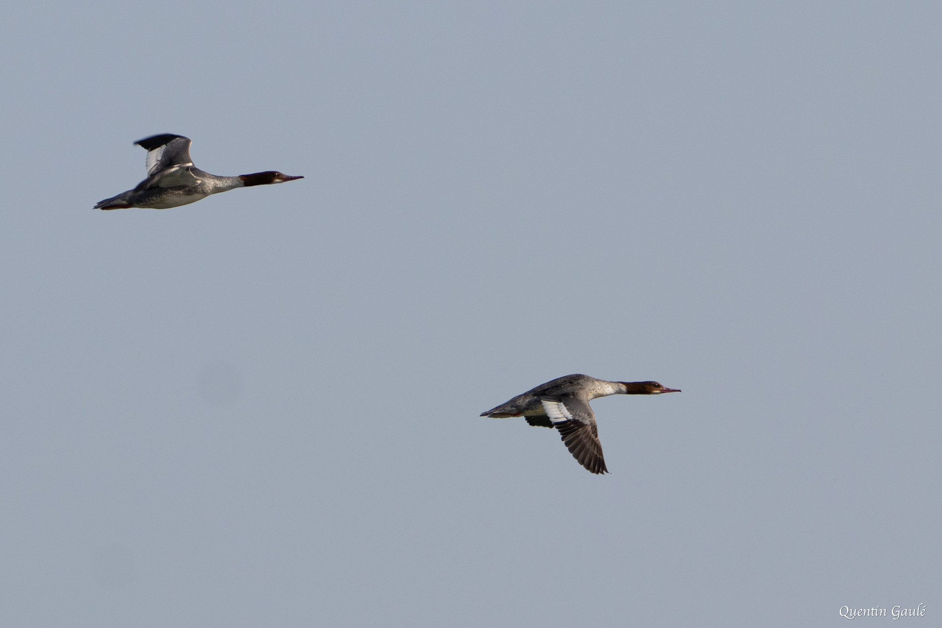 Harle bièvre (Mergus merganser) - Lac du Der-Chantecoq, Marne (51)