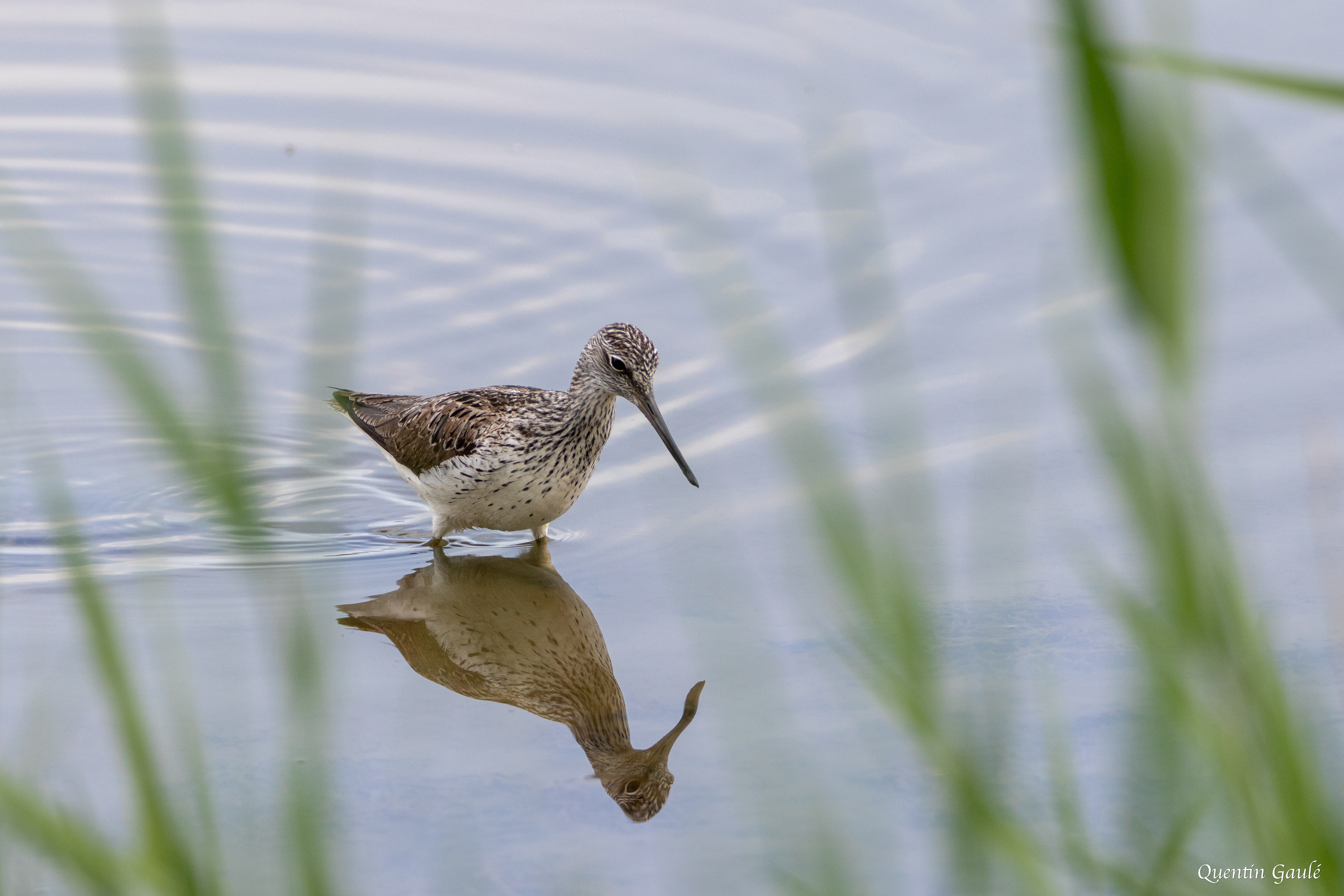 Chevalier aboyeur (Tringa nebularia) - Réserve ornithologique du Teich, Gironde (33)