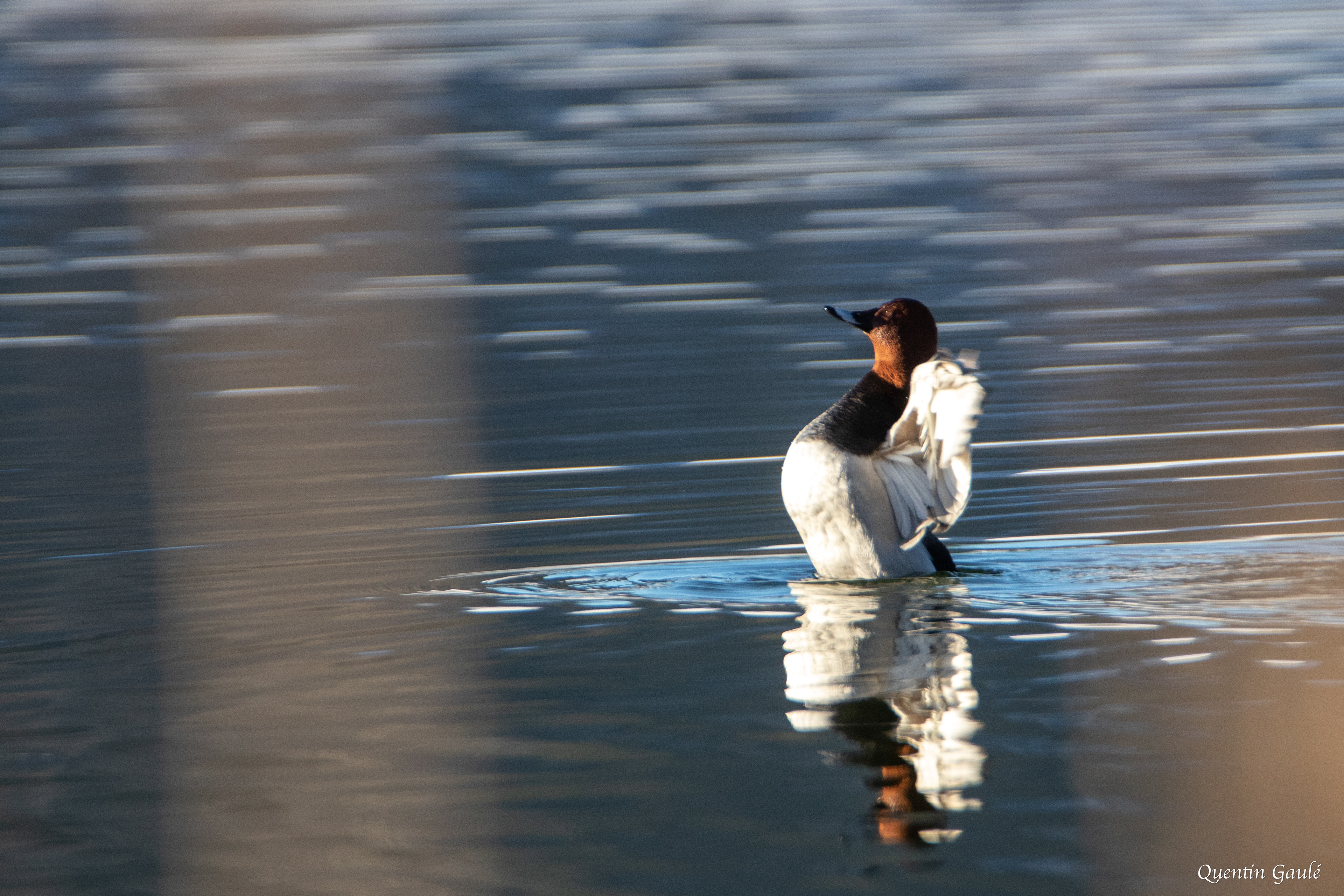 Fuligule milouin (Aythya ferina) - Lac de Saint-Point, Doubs (25)
