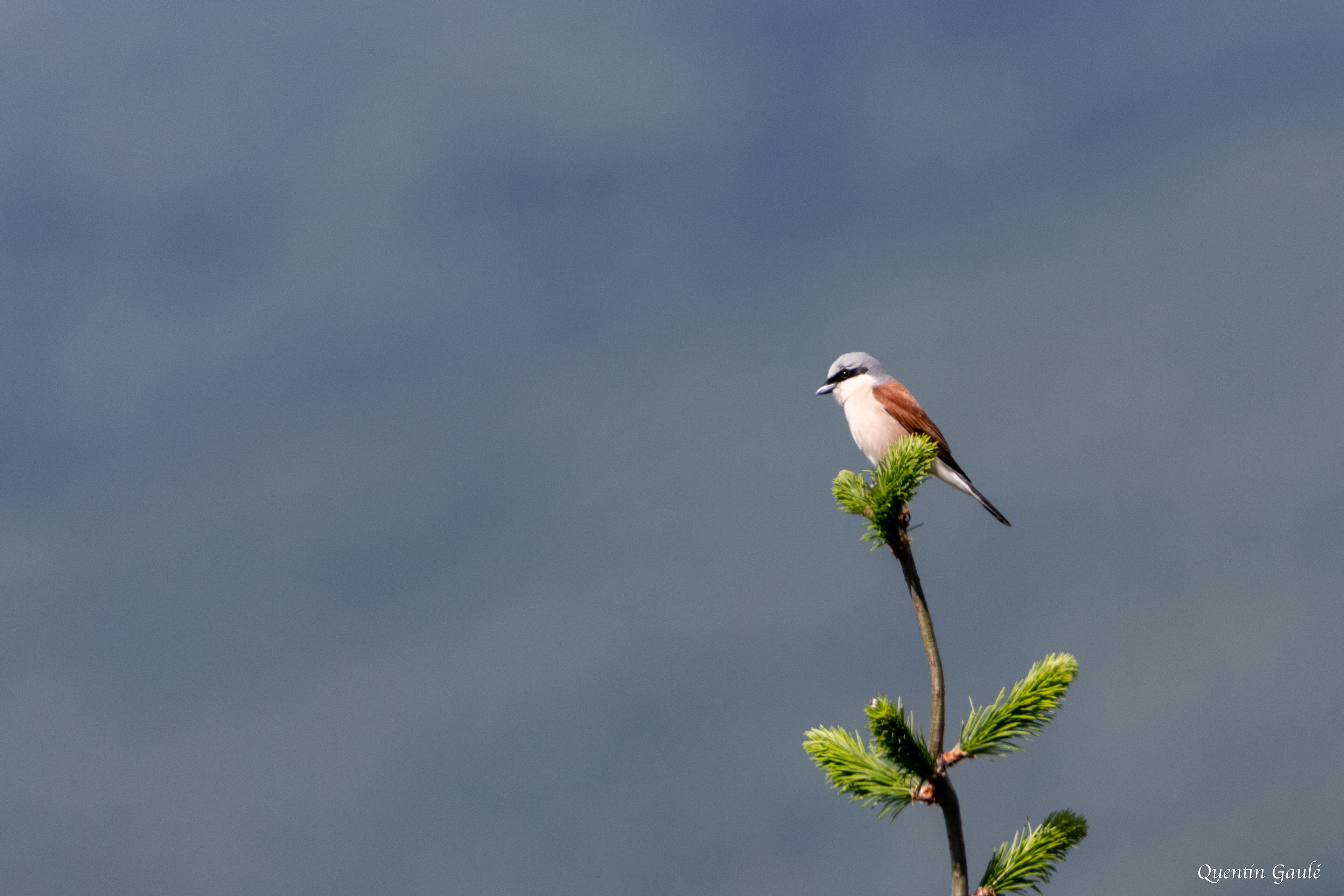 Pie-grièche écorcheur (Lanius collurio) - Saint-Pardoux-Morterolles, Creuse (23)