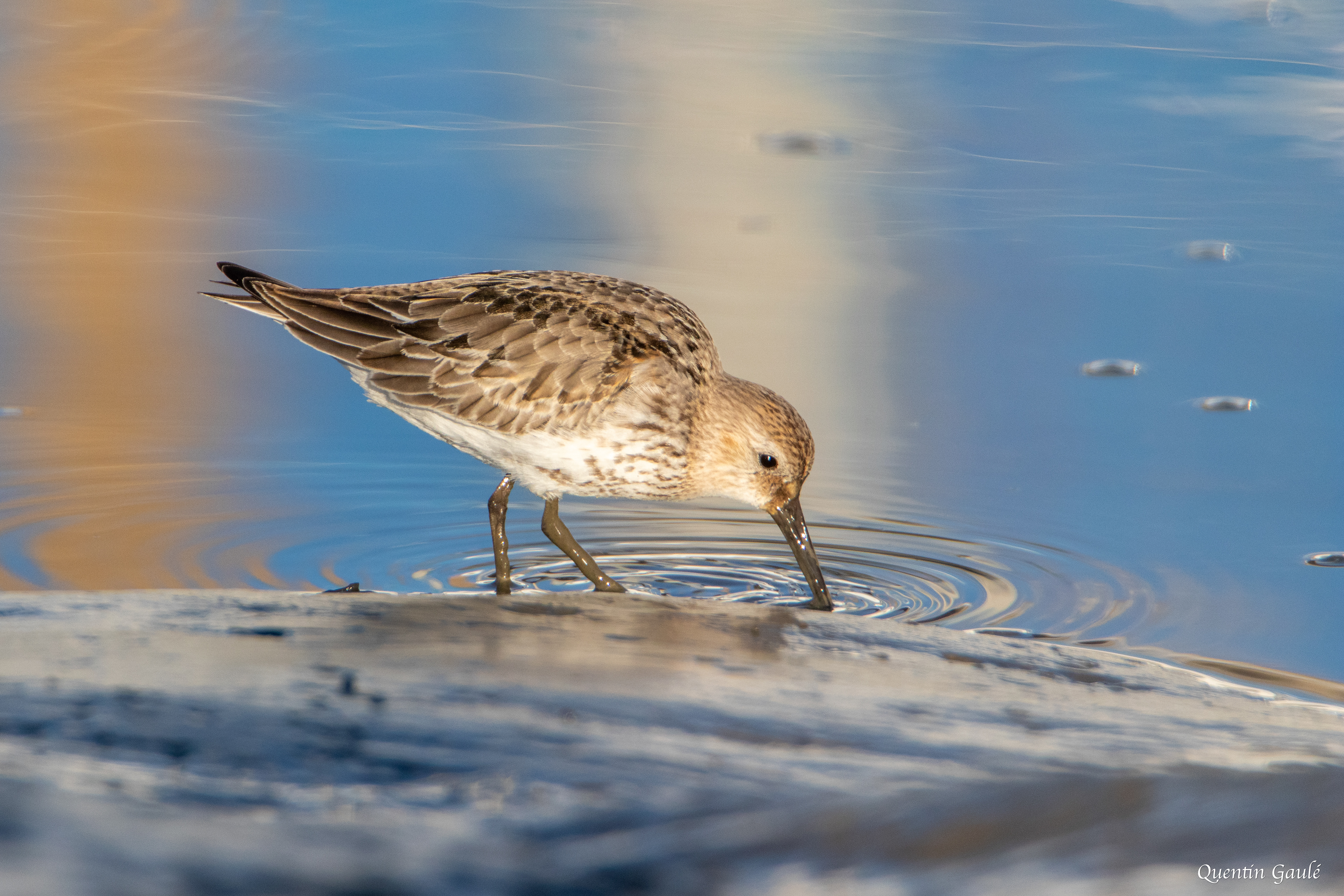 Bécasseau variable (Calidris alpina) - Andernos-les-Bains (33)