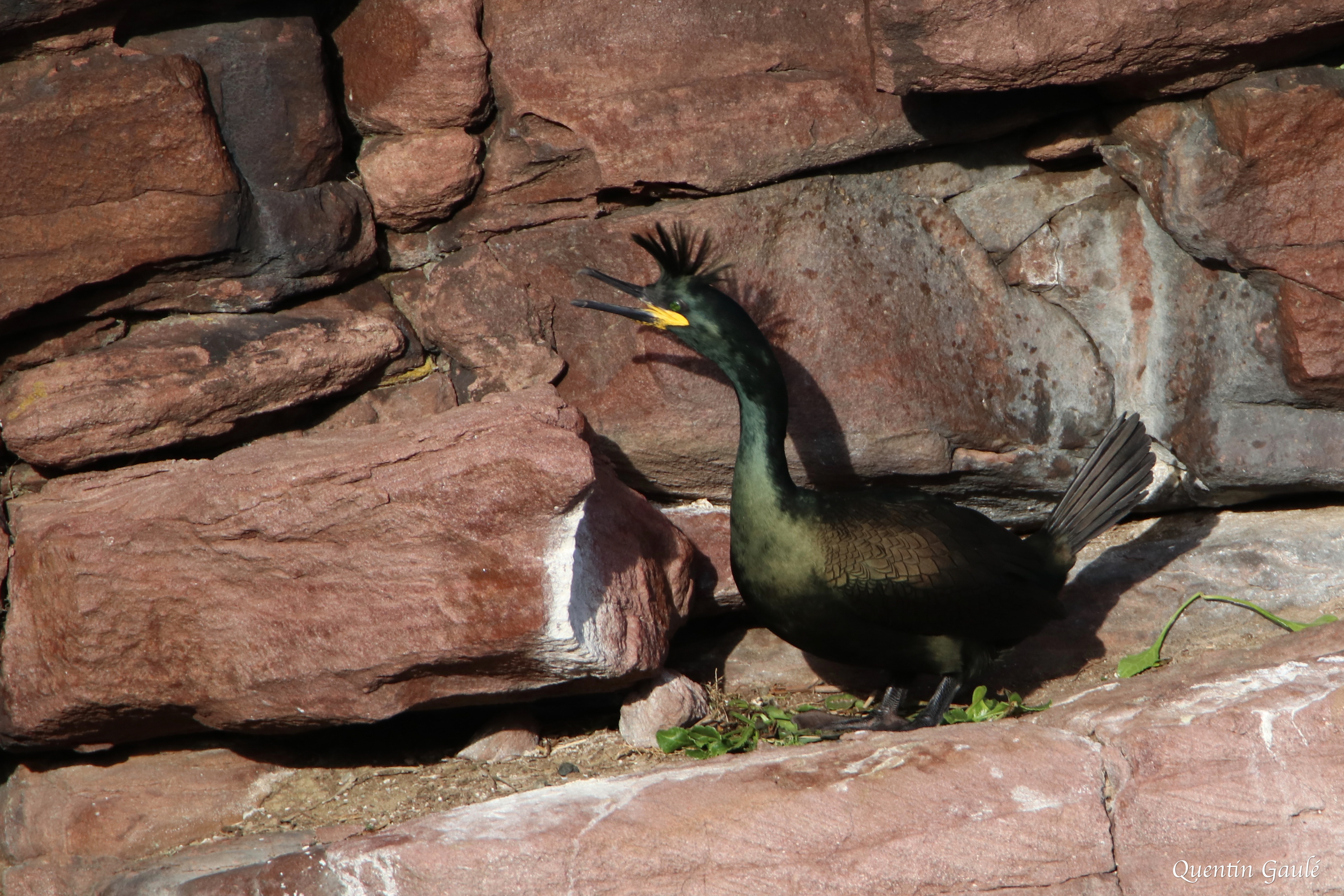 Cormoran huppé (Gulosus aristotelis) - Cap Fréhel, Ile-et-Vilaine (35)